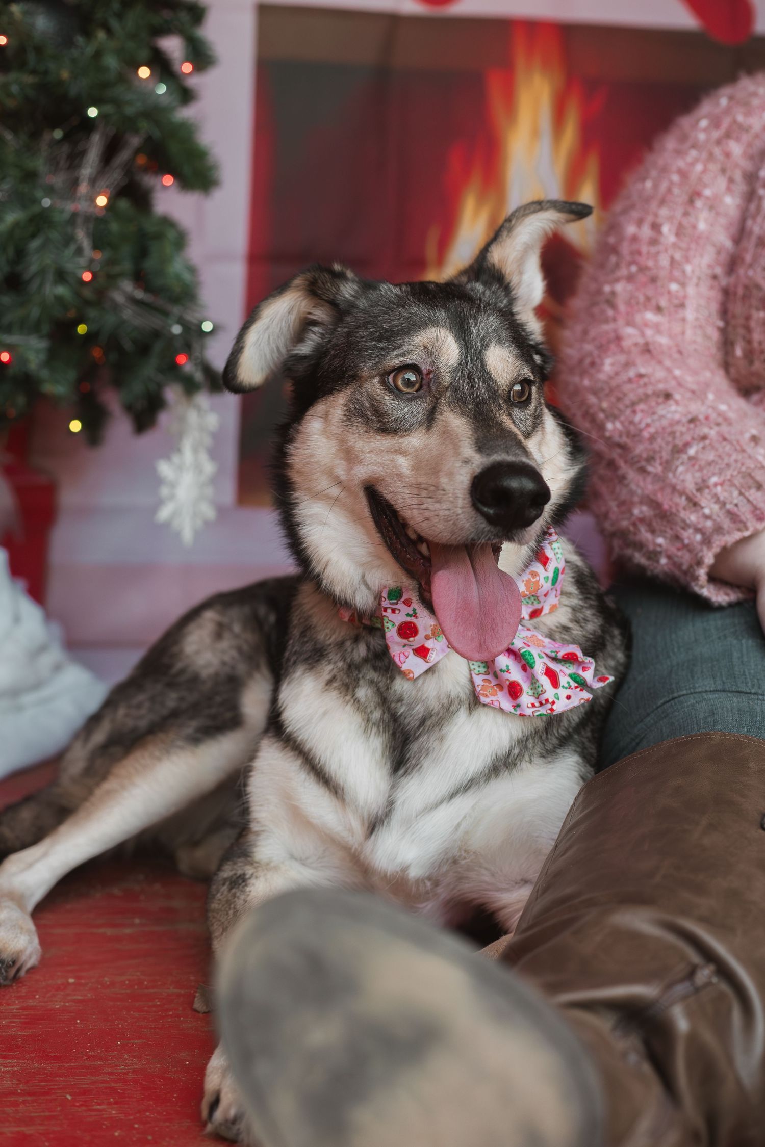 A happy Husky dog wearing a festive bow tie sits by a Christmas tree and fireplace with its tongue out.