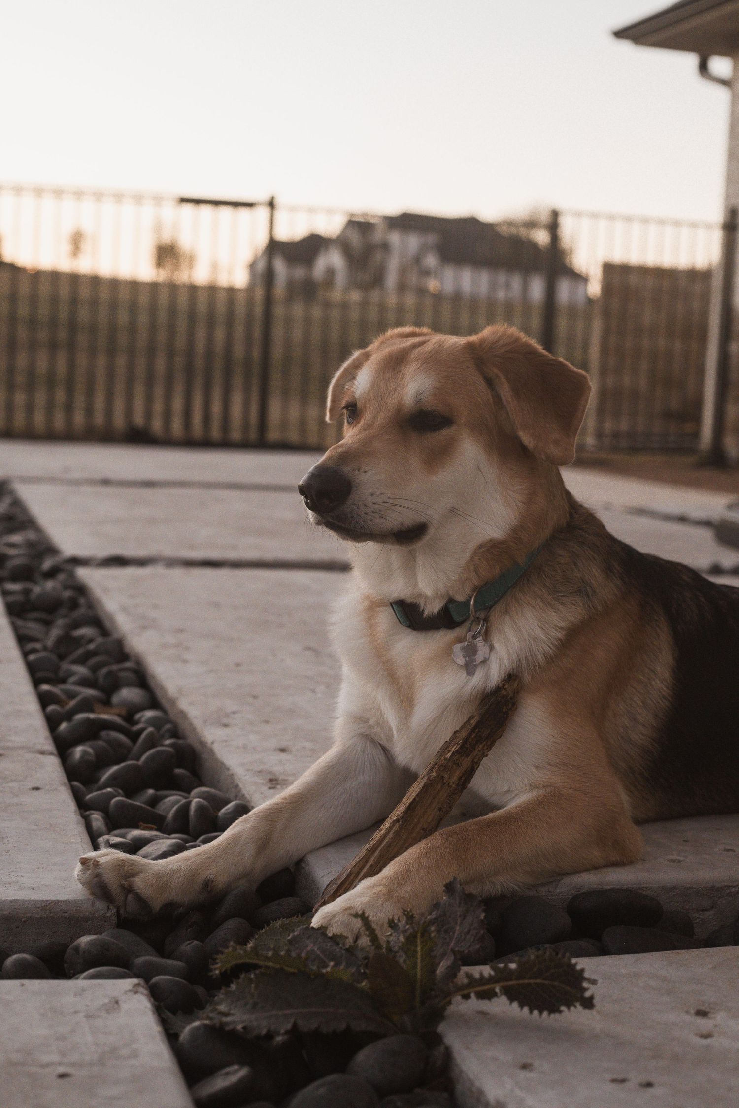 A golden-brown dog lies on a patio with a stick, surrounded by decorative rocks and a fence at sunset.