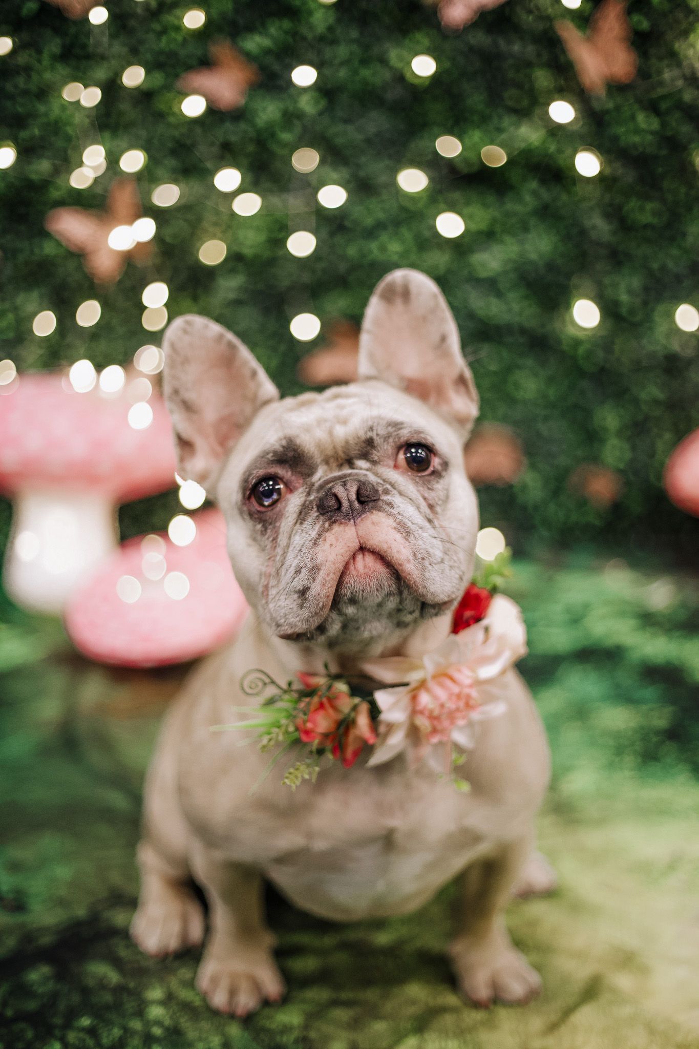 An adorable gray French Bulldog wearing a floral collar sits before a bokeh fairy light green backdrop.
