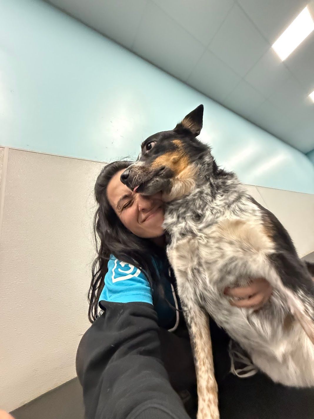 Person takes selfie with Australian Cattle Dog licking their face in a blue-walled facility.