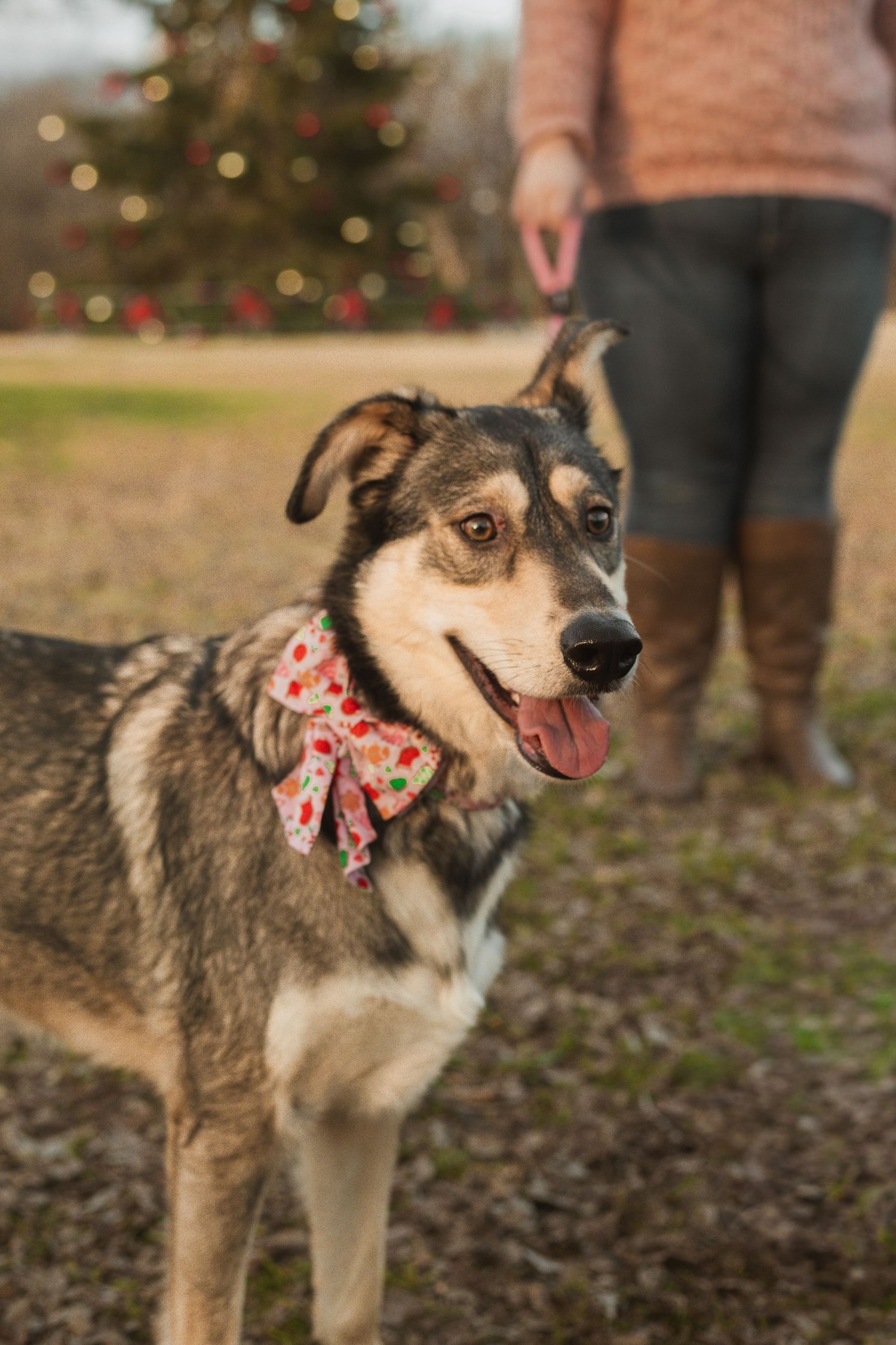 A happy dog wearing a festive bow stands outdoors near a decorated Christmas tree with a person in boots nearby.