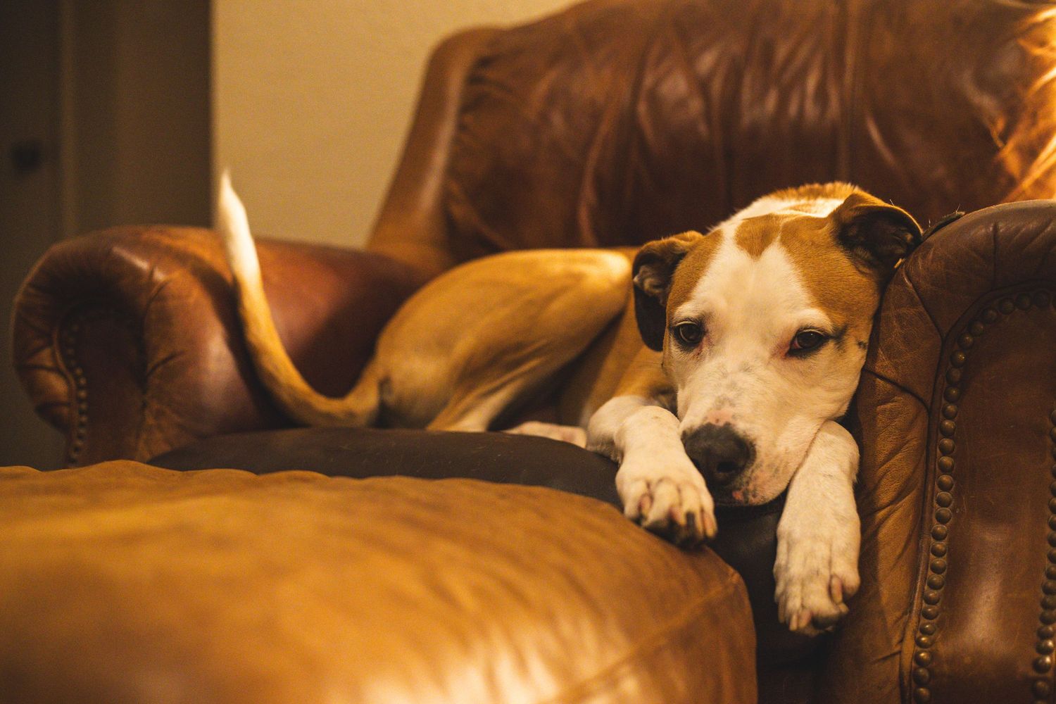 A tired brown and white dog resting on a leather armchair with paws stretched out.