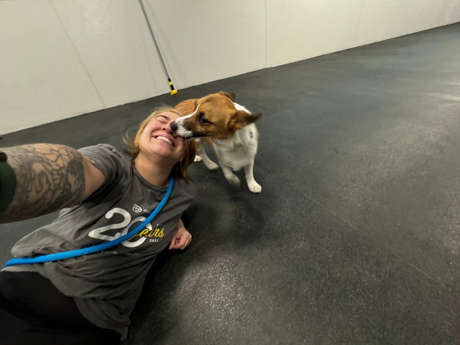 Tattooed person lying on floor taking selfie with small Beagle dog licking their face indoors.