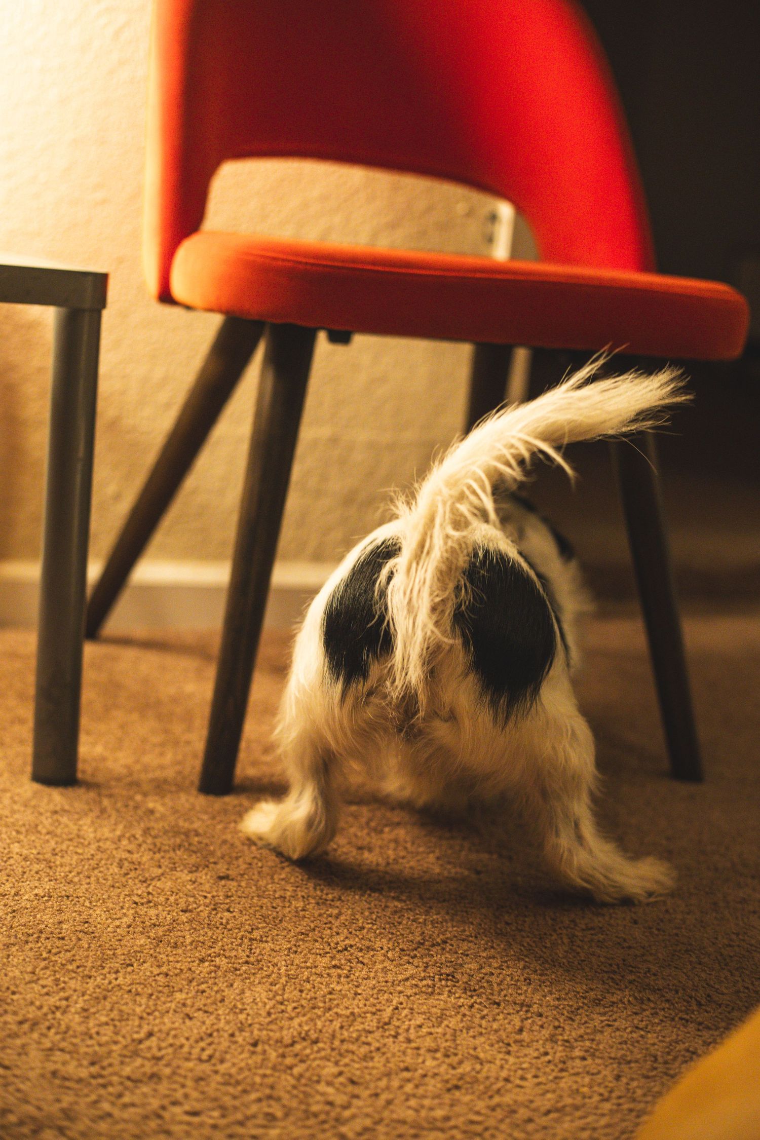 A fluffy black and white Shih Tzu dog sniffing the carpet beside a red chair indoors.