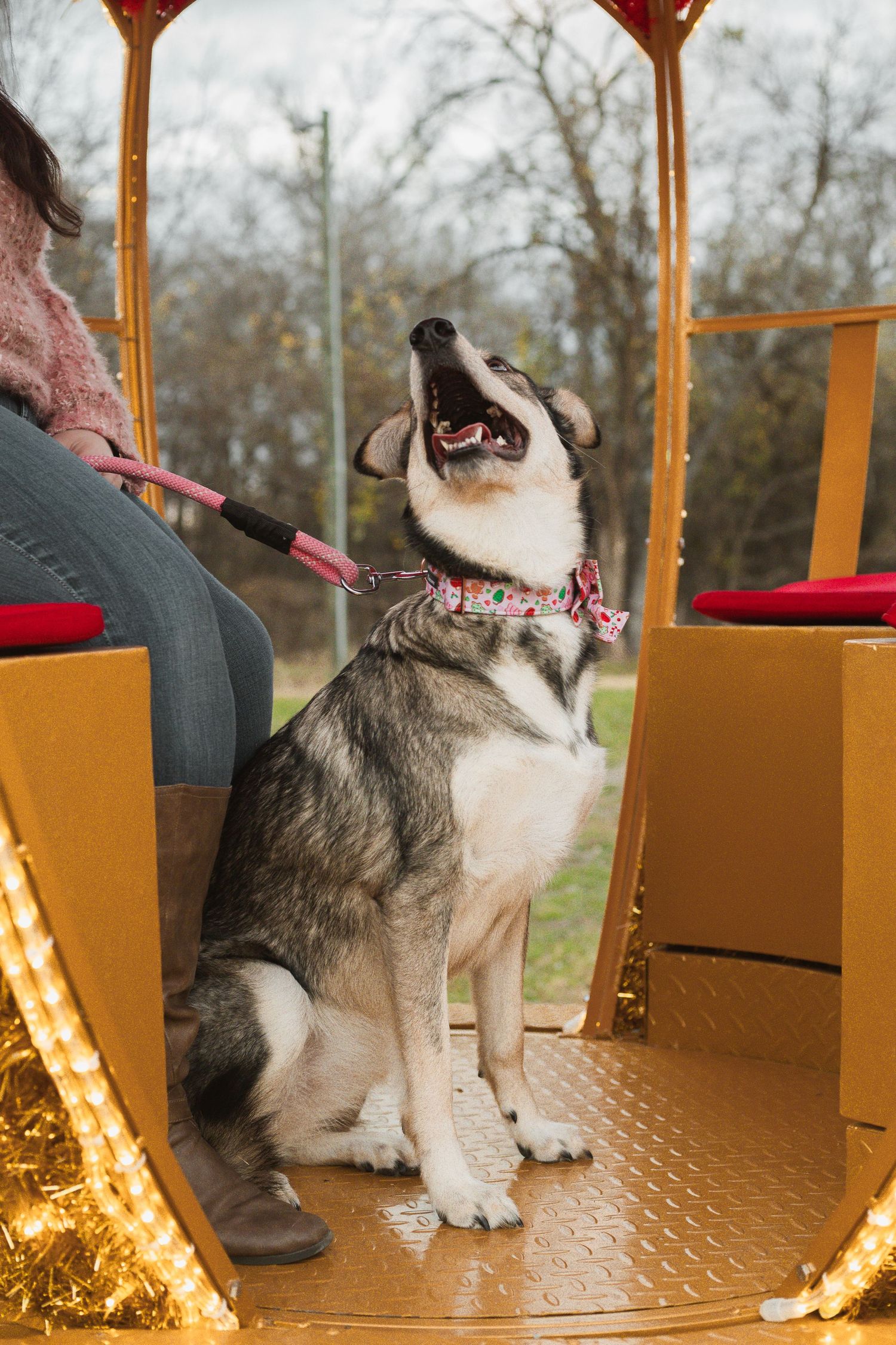 A husky dog wearing a floral collar sits on a leash inside a decorated yellow carnival ride with a woman beside it.