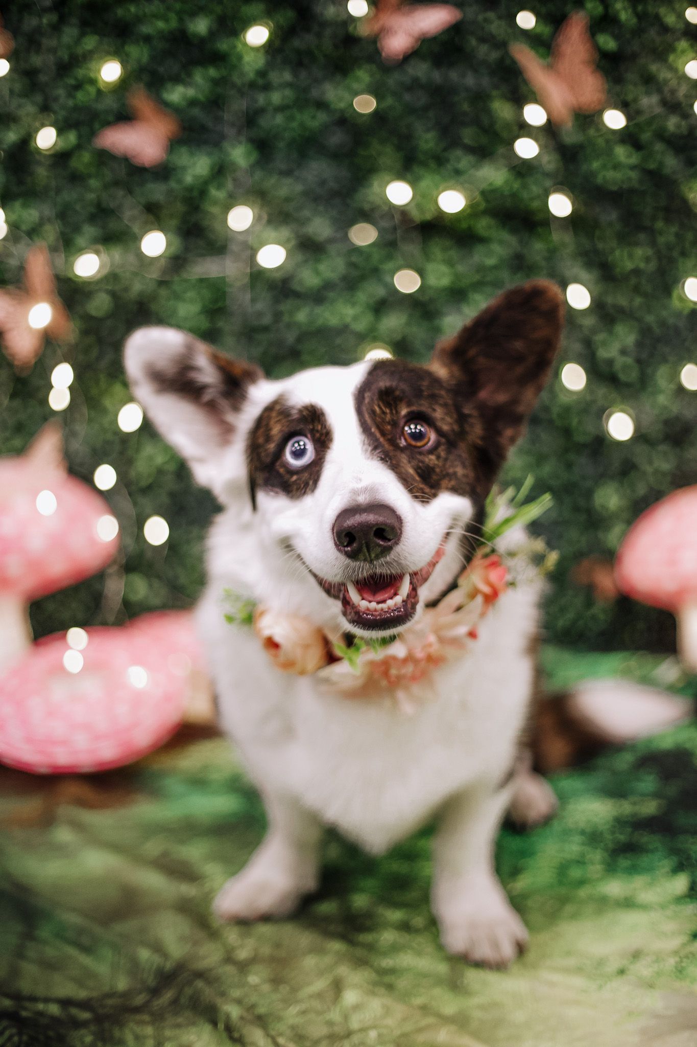 A brown and white Corgi with heterochromia eyes wears a floral wreath collar against a fairy light backdrop.