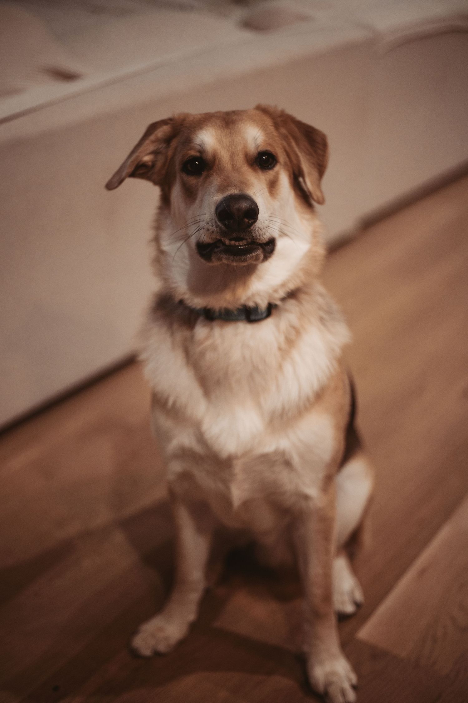 A brown and white mixed breed dog sitting on hardwood floor indoors, wearing a collar and looking at the camera.