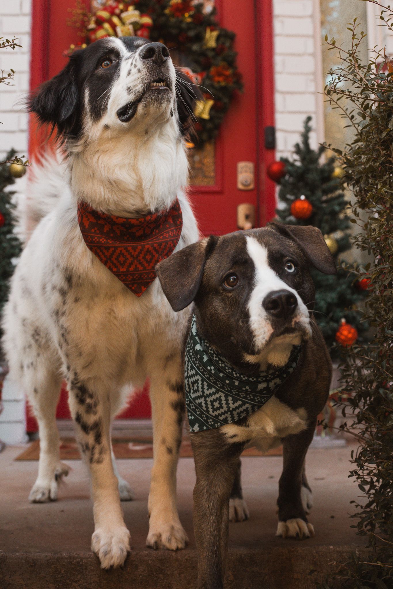 Two dogs wearing festive bandanas pose on a porch with a red door, Christmas wreath, and decorated trees.