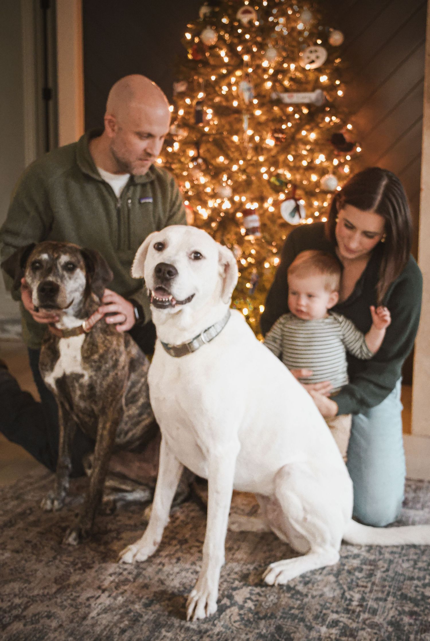 Family with two dogs posing in front of a decorated Christmas tree with warm lights.