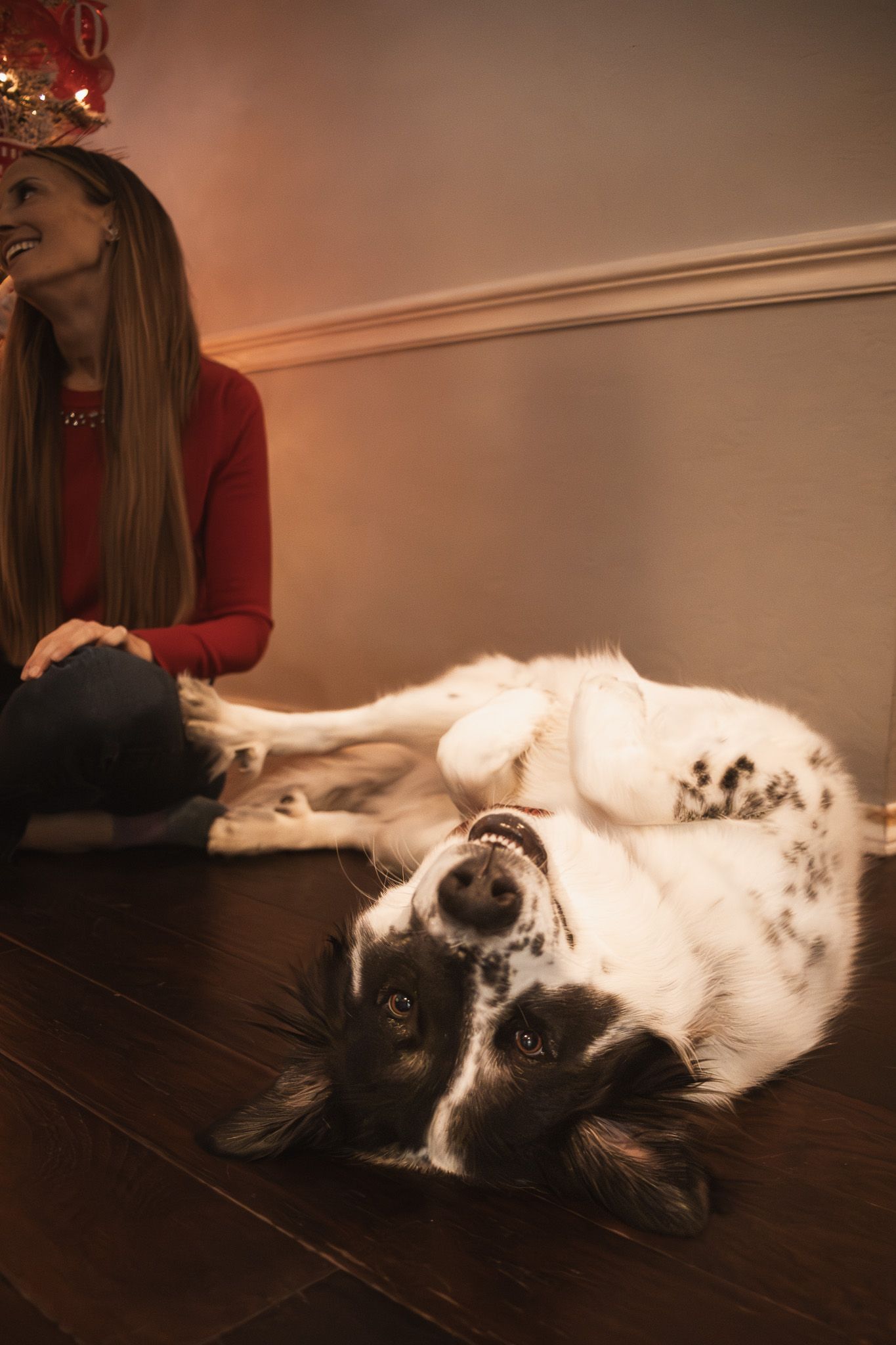 Black and white Border Collie dog rolling on hardwood floor near a smiling blonde woman in red sweater.
