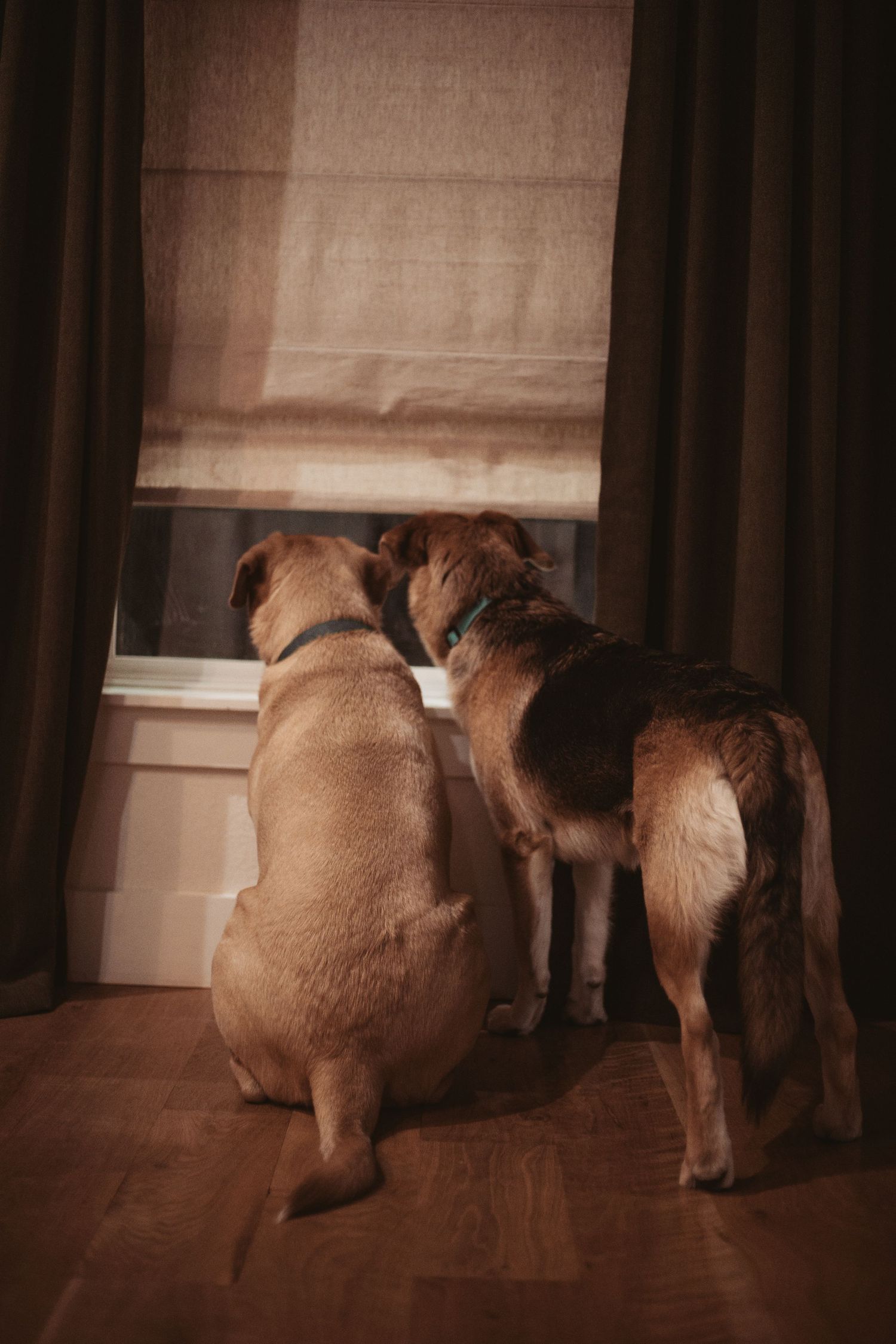 Two dogs wearing collars sit together on hardwood floor, looking out a window with brown curtains.