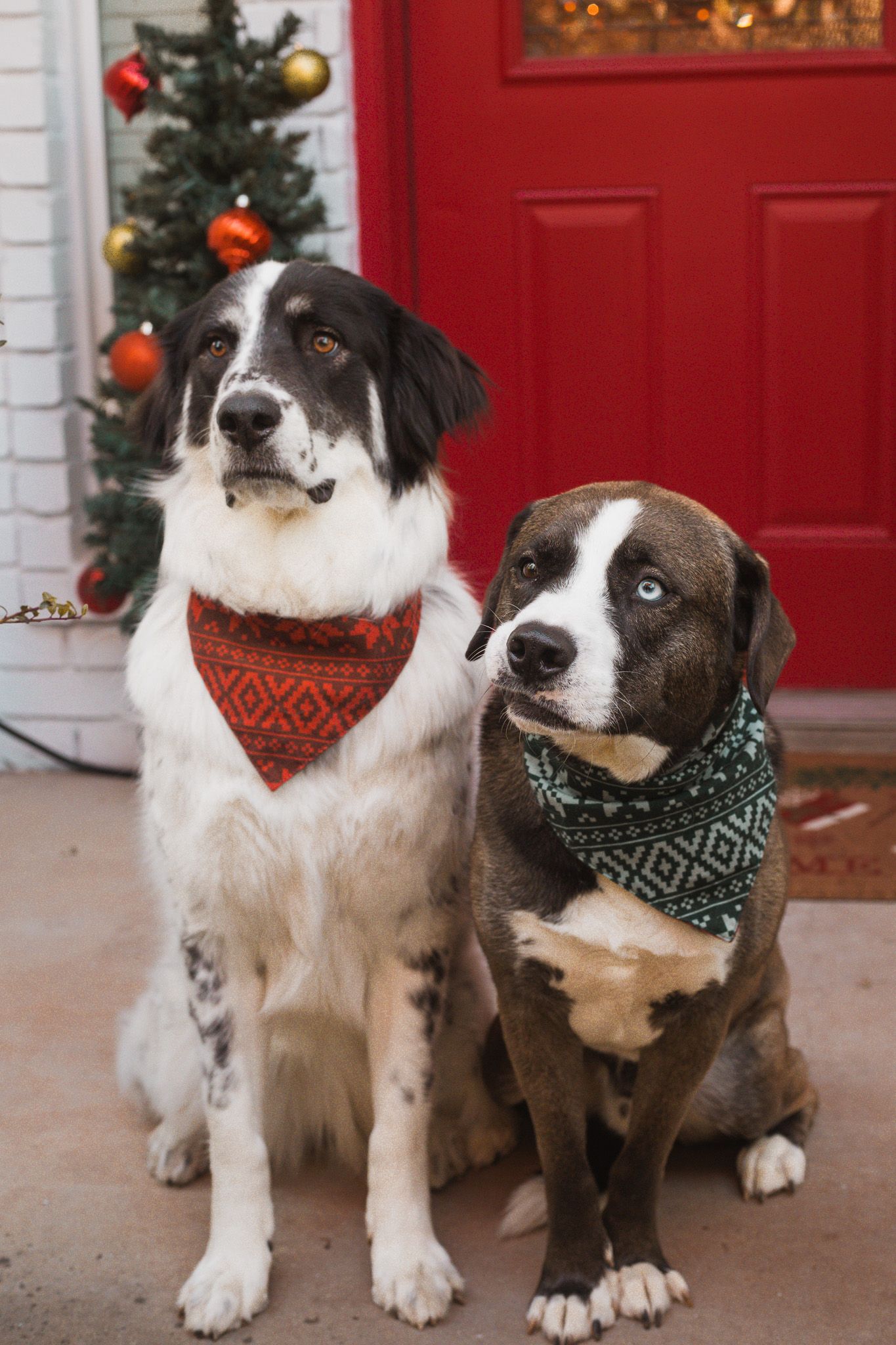 Two dogs wearing festive bandanas sit together in front of a red door and Christmas tree.