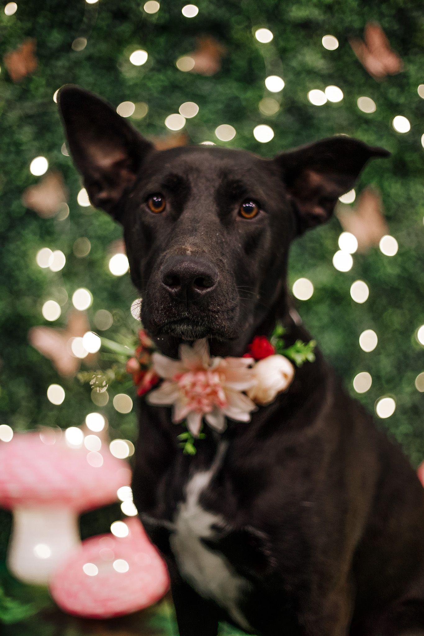 Black dog wearing floral collar sits before bokeh lights and greenery with pink mushroom decor.