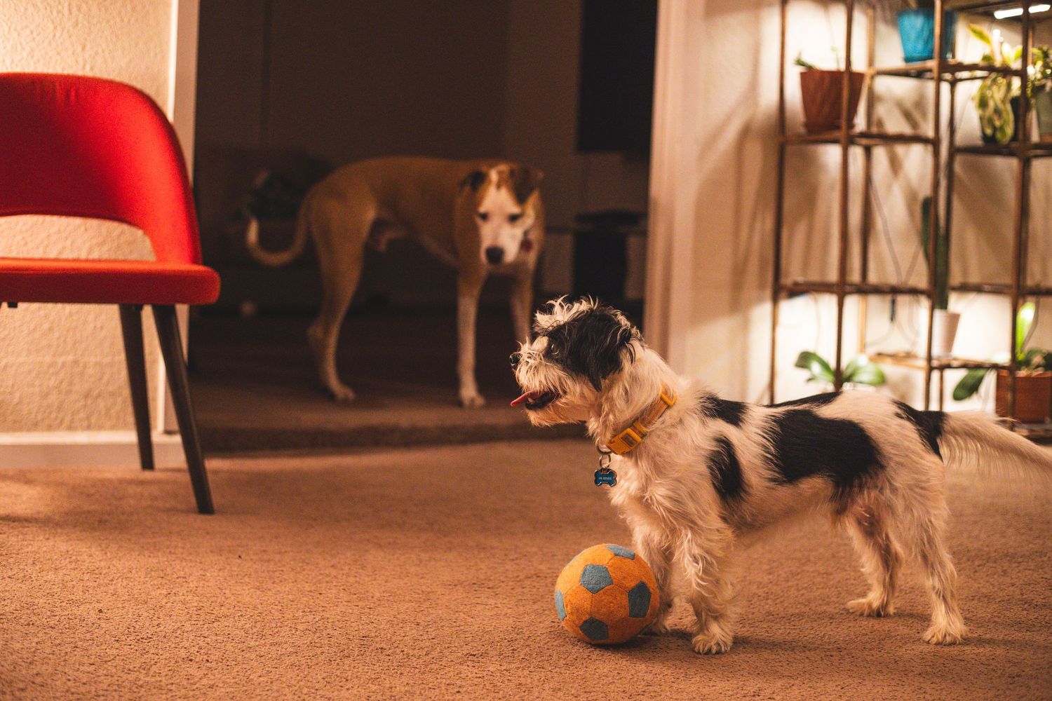 Two dogs playing indoors, one small dog with a colorful ball on carpet, larger dog watching from a doorway.