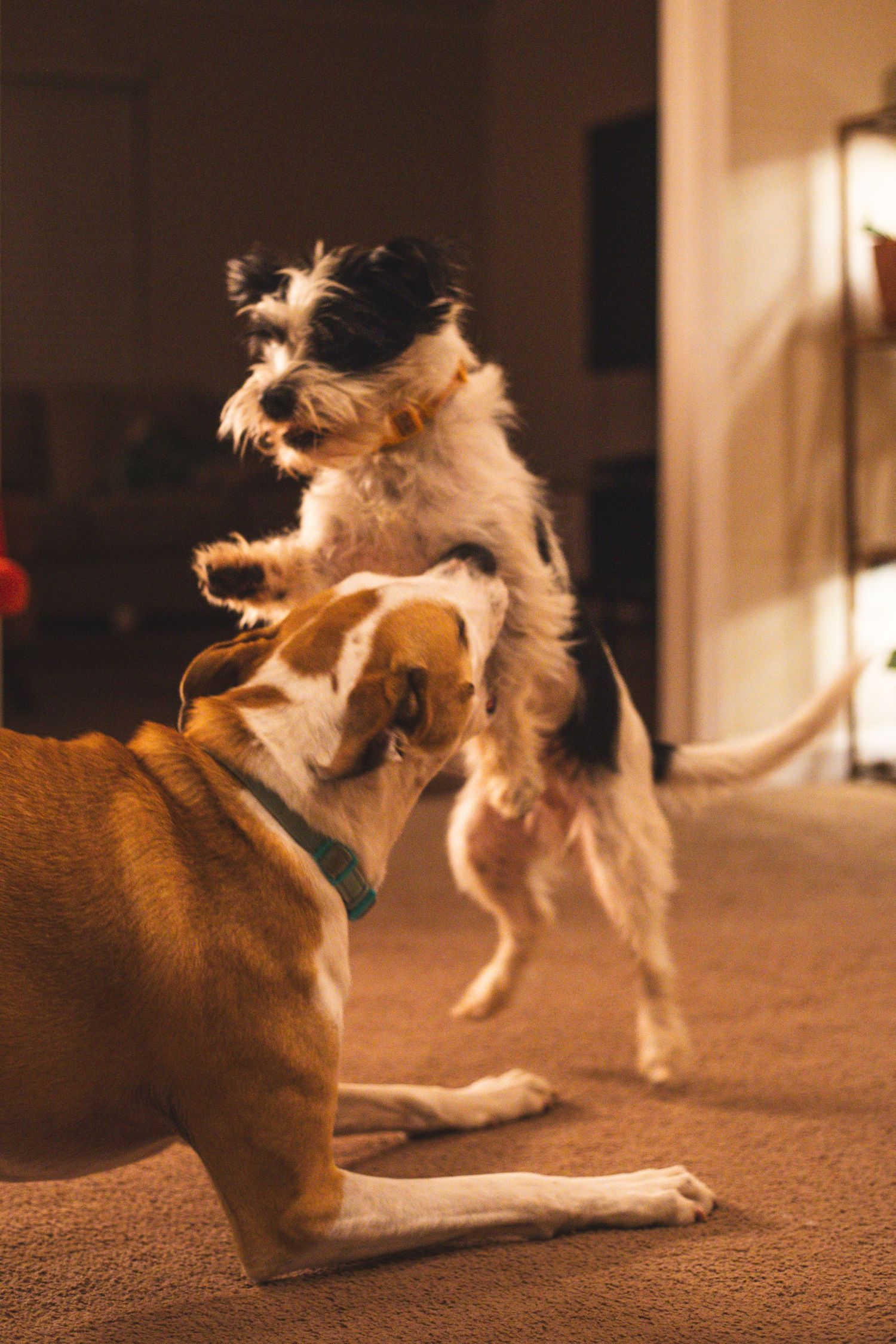 Two dogs playing indoors, one brown dog with green collar lying down while a black and white dog jumps up playfully.
