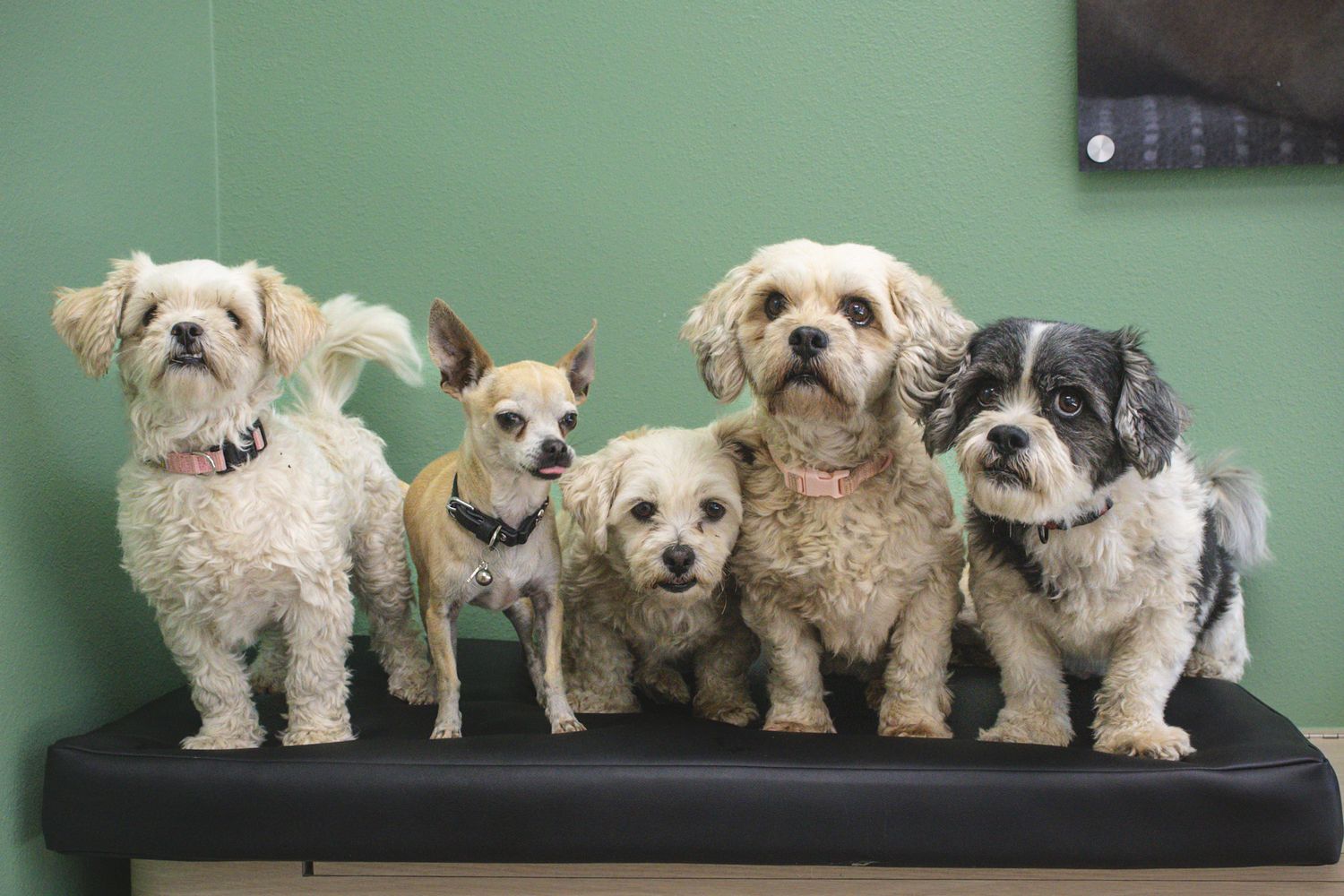 Five small fluffy dogs sitting together on a black bench against a green wall at a veterinary clinic.