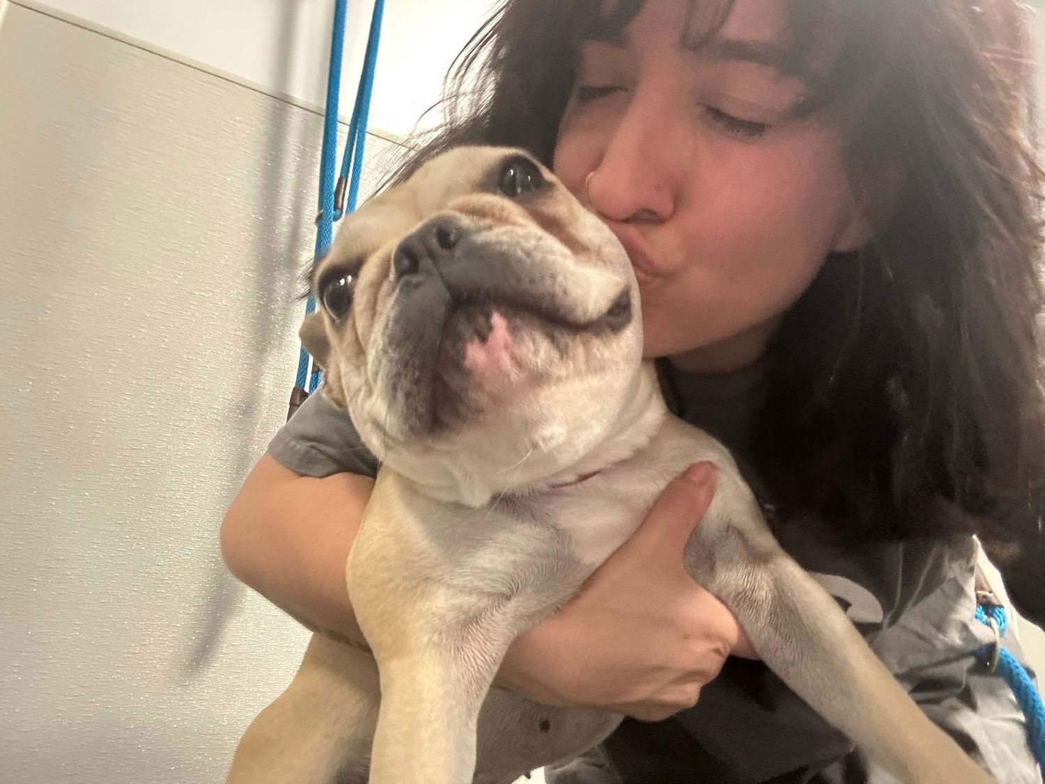 Person kisses and cuddles an adorable English Bulldog puppy in a bright indoor setting.