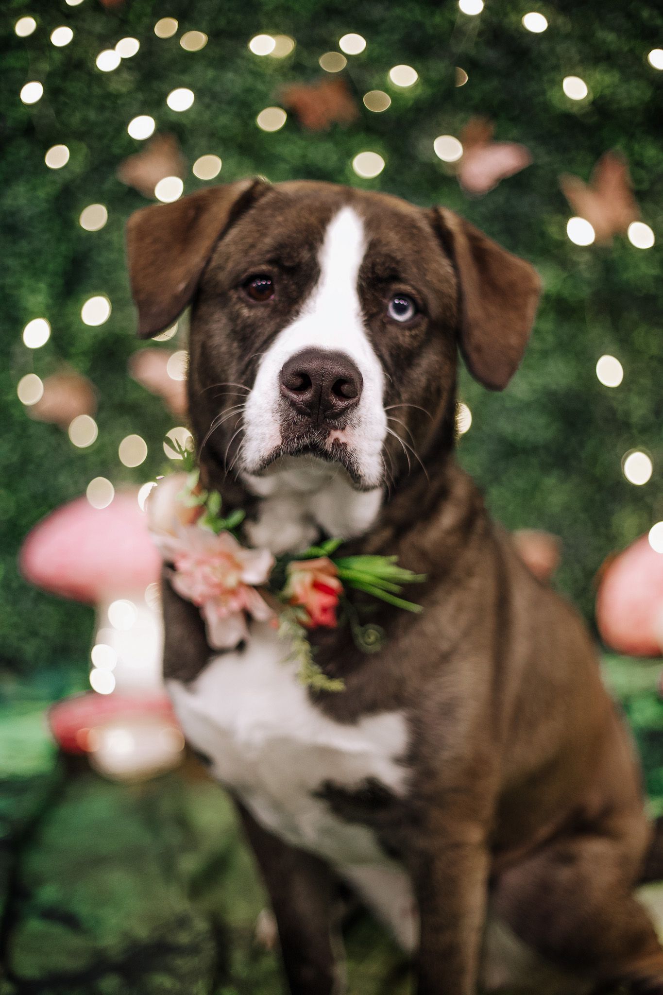 A brown and white Boxer mix dog with blue eyes wears a floral collar against a fairy light backdrop.