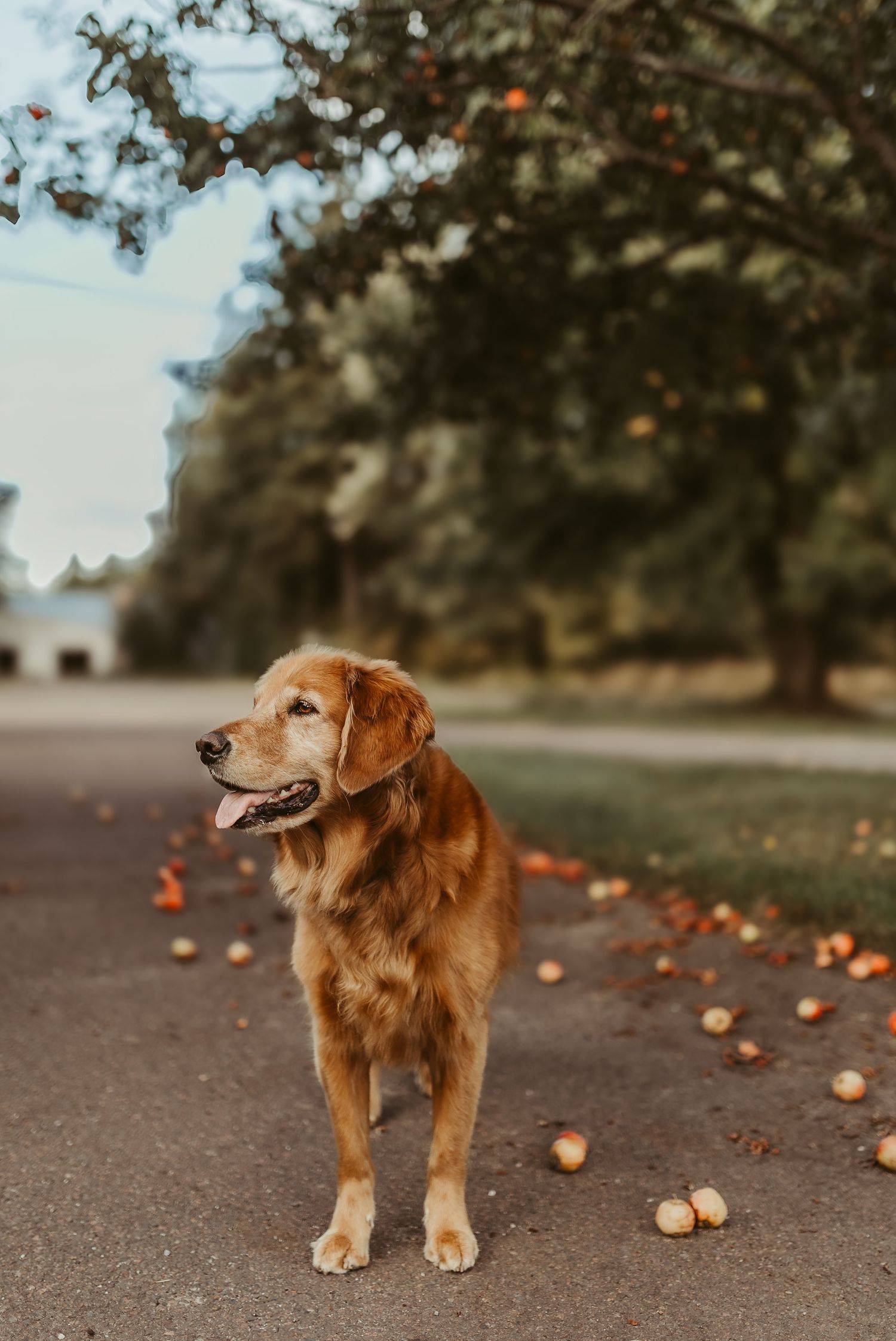 golden retriever with apple tree