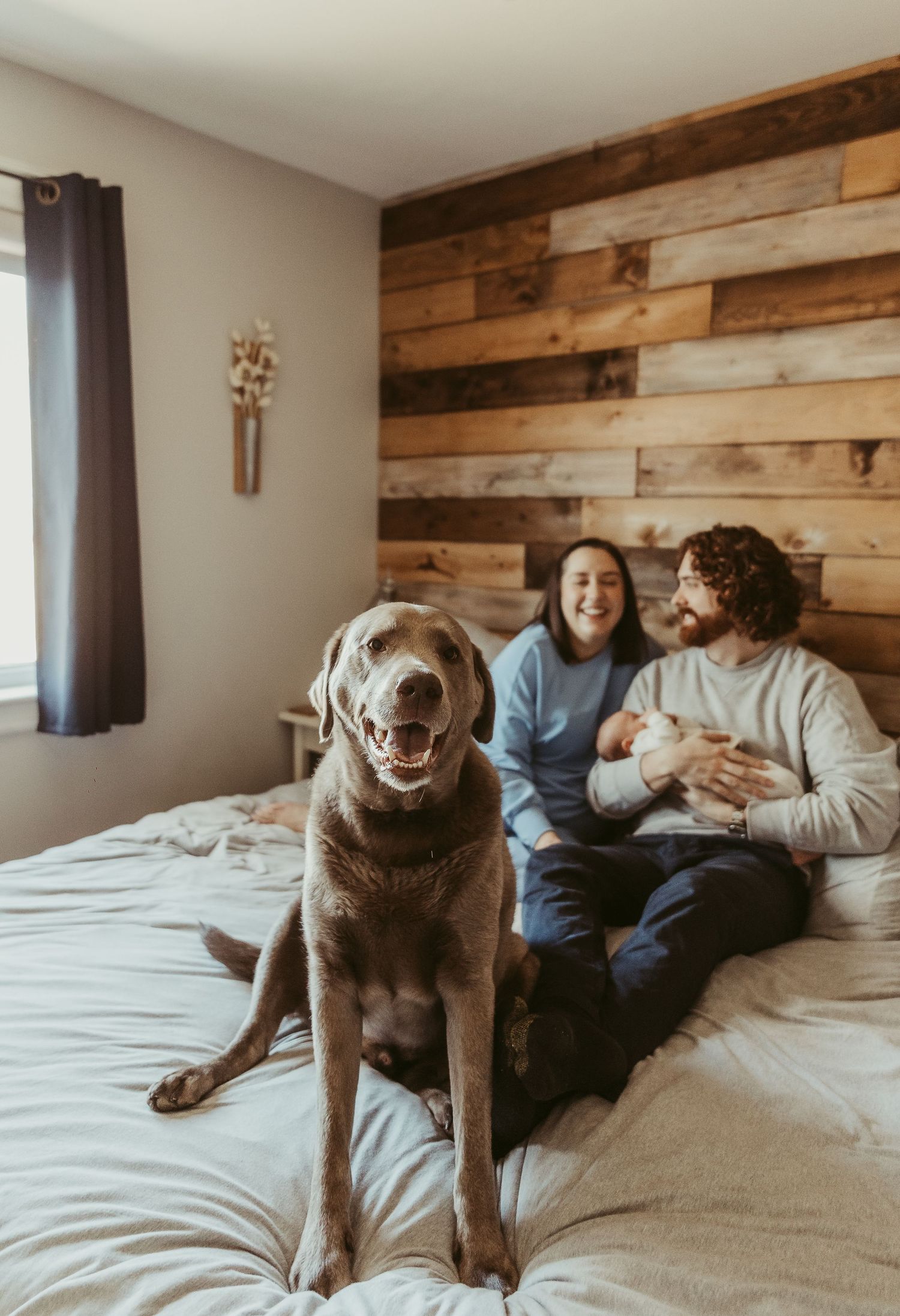 newborn baby in home shoot moncton nb silver lab dog