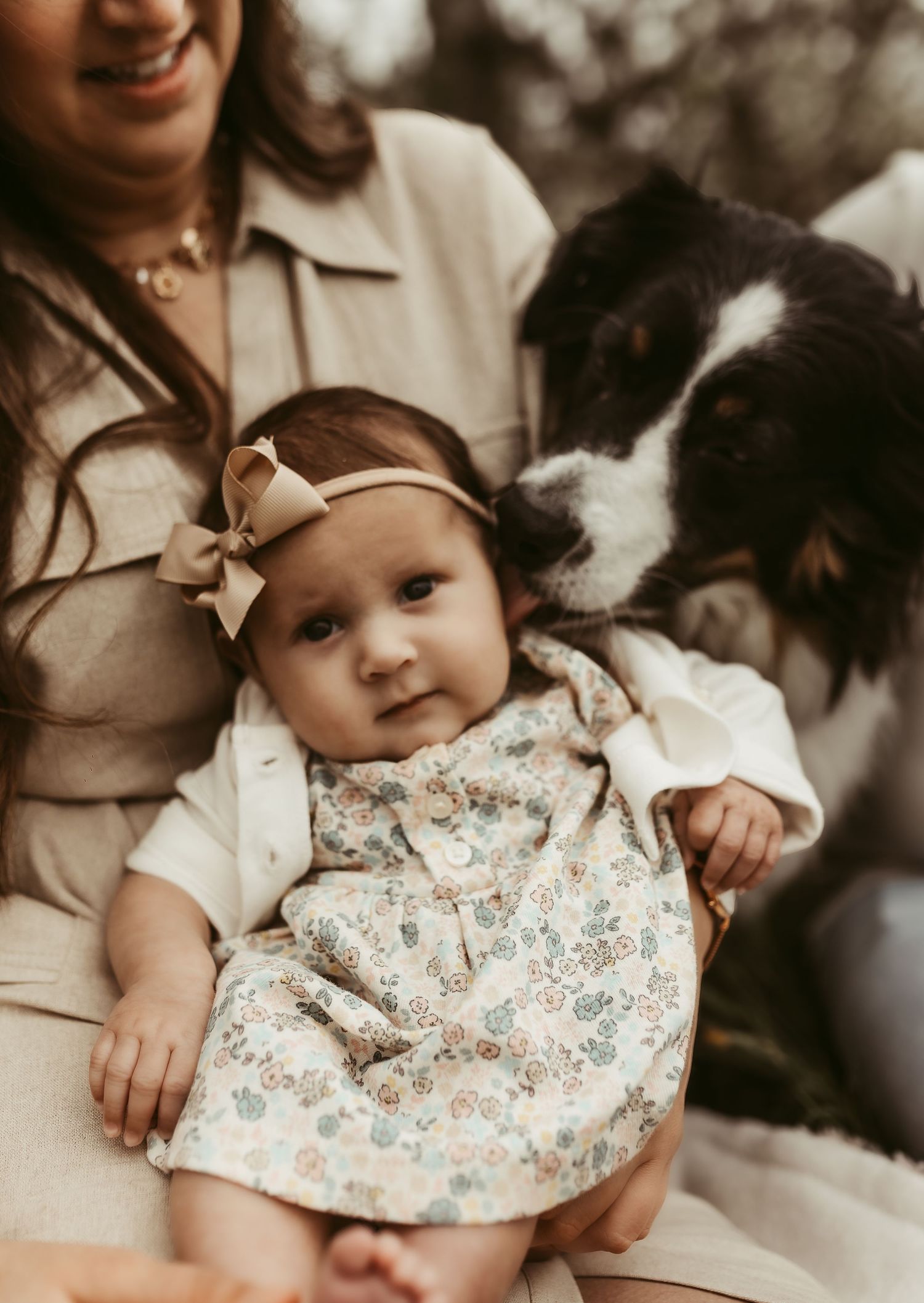 Moncton New Brunswick Maternity & Newborn photography border collie kissing baby family photoshoot