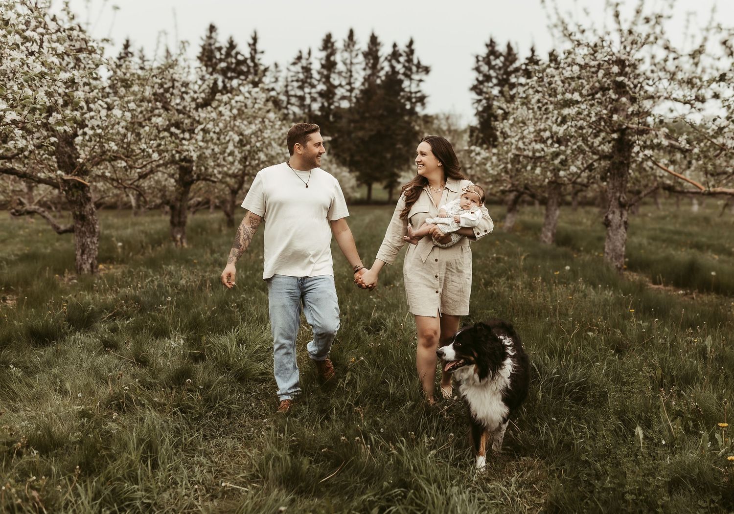 Moncton New Brunswick Maternity & Newborn photography apple orchard family photoshoot with dog border collie