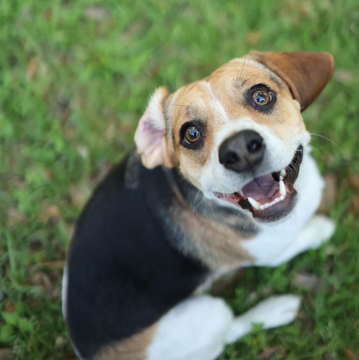 Sweet beagle looking up
