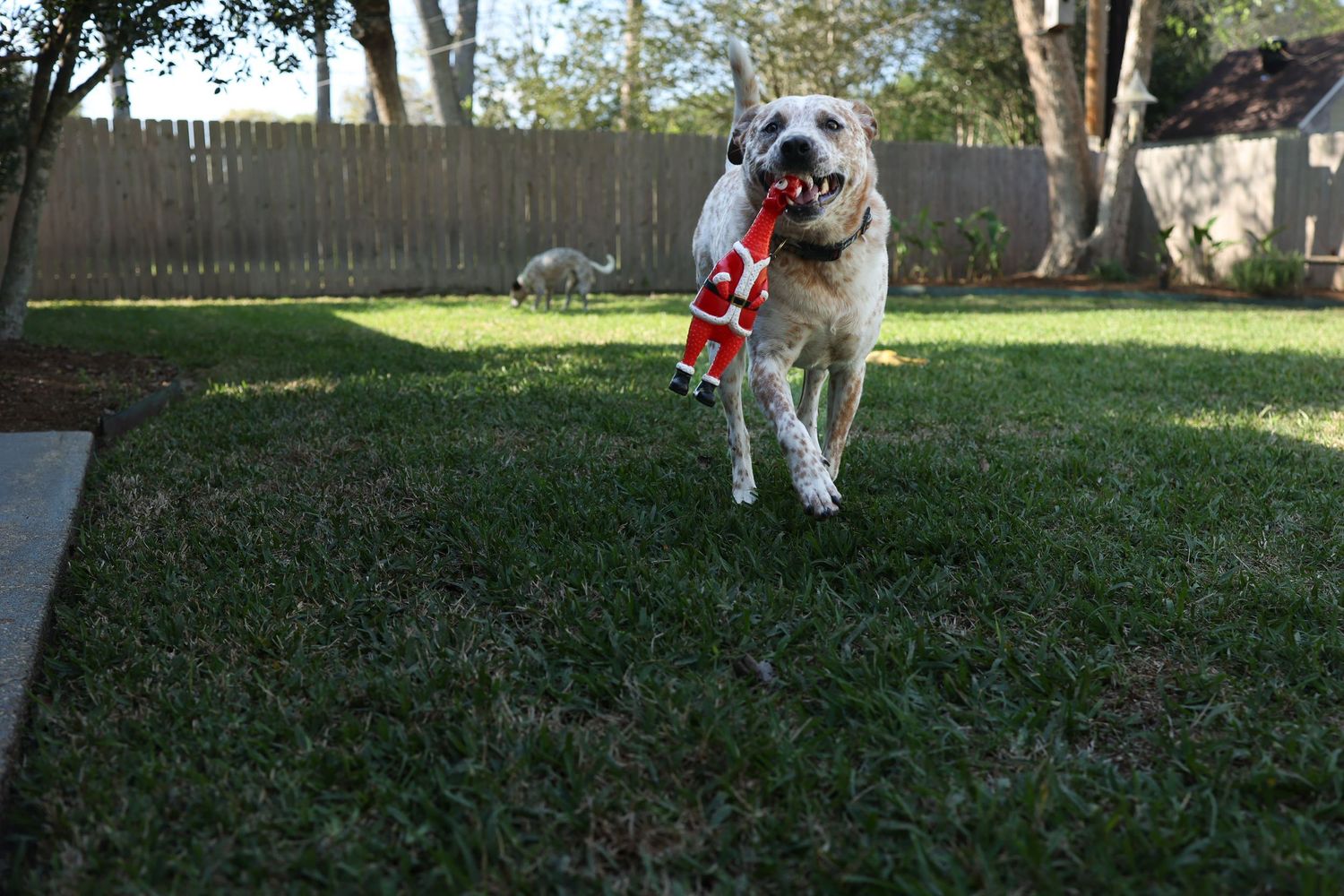 Catahoula shepherd running towards dad with Santa toy in mouth.