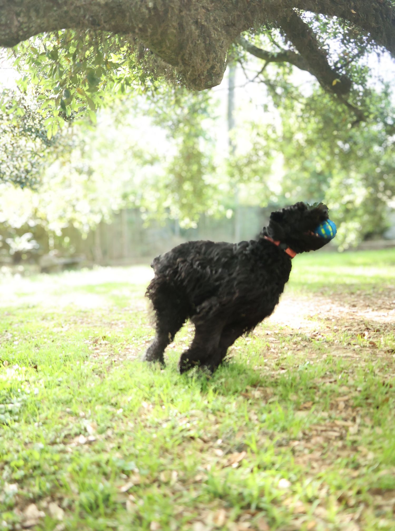 Giant schnauzer running with a ball in the backyard with oak trees filtering the sun.