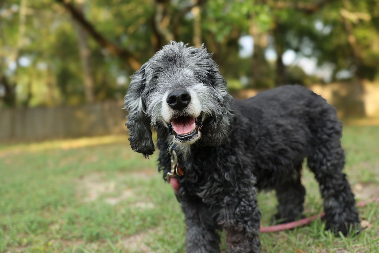 Smiling senior blind dog