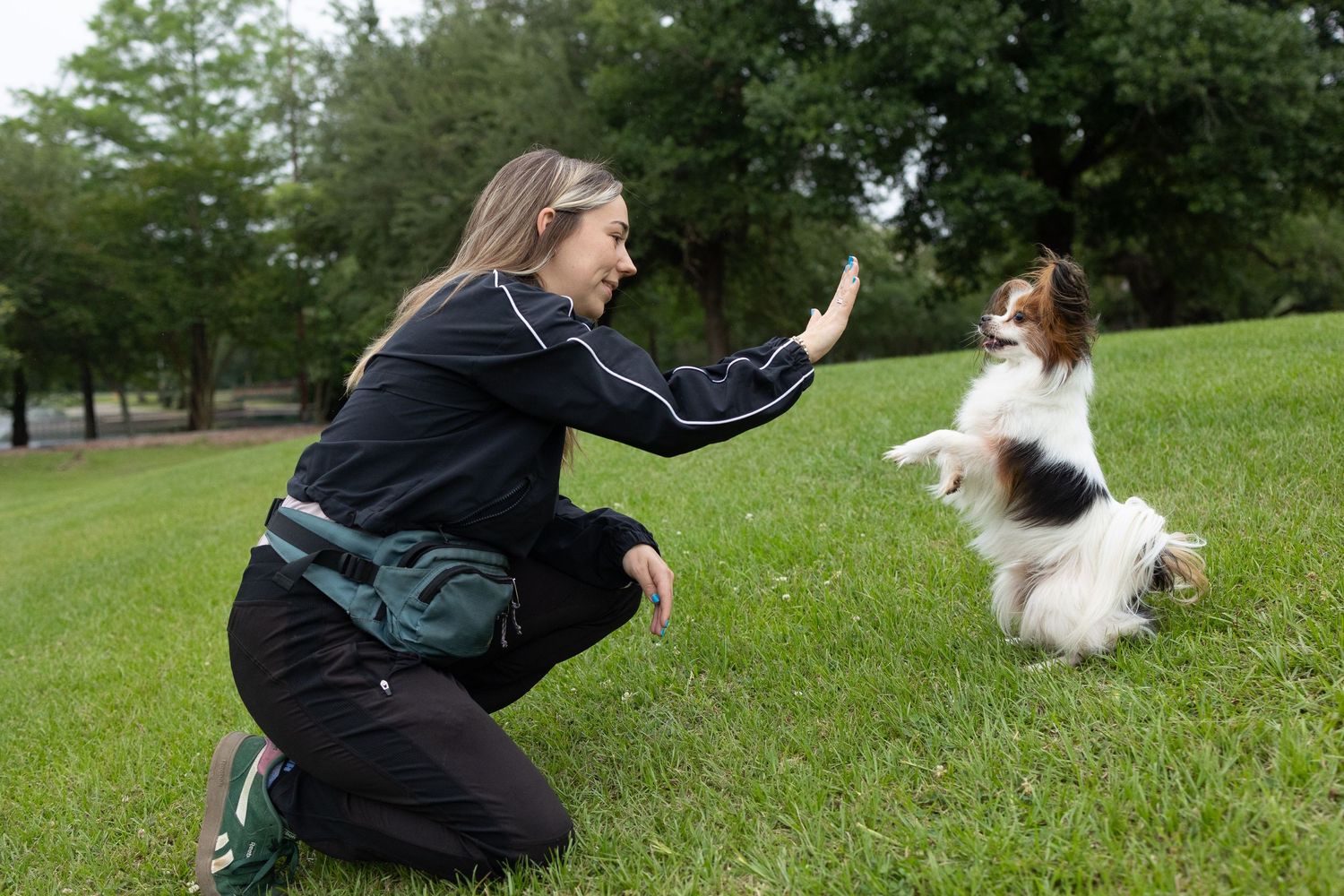 Pet parent doing a trick with her pomeranian dog at the park.