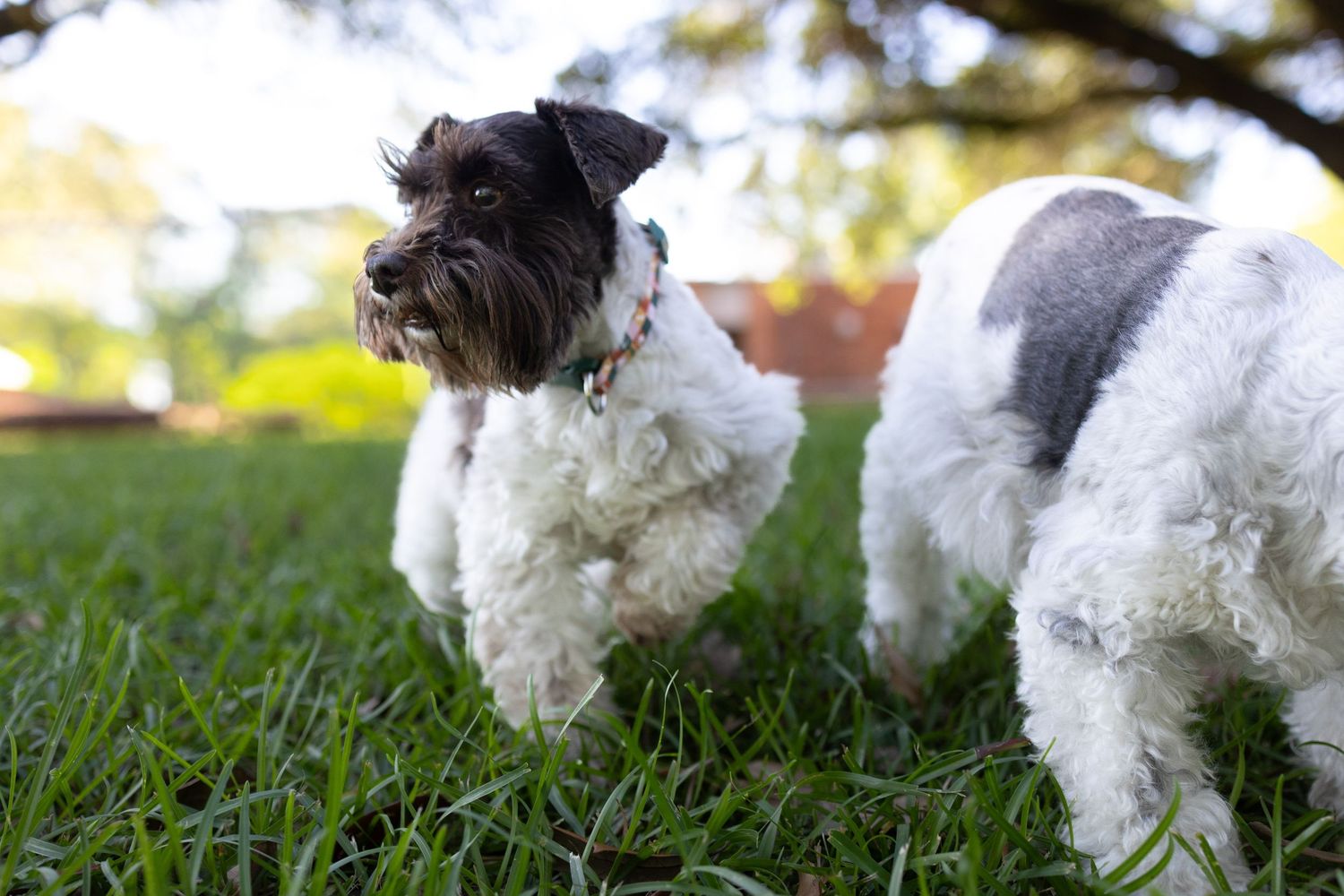 Mini schnauzer pausing with paw up to look around.