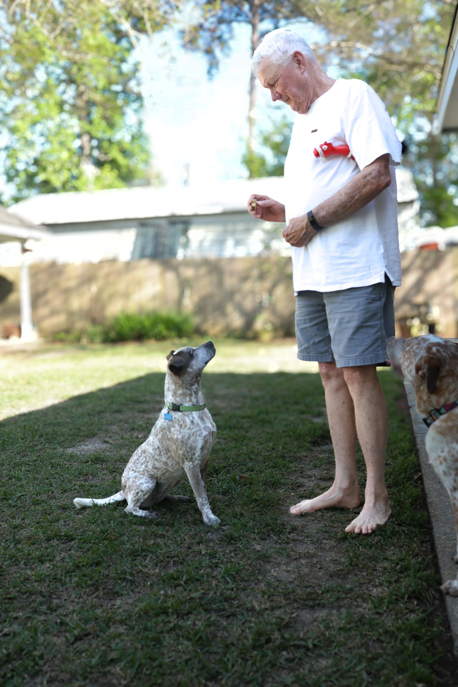 catahoula shepherd sitting and waiting for a treat from dad