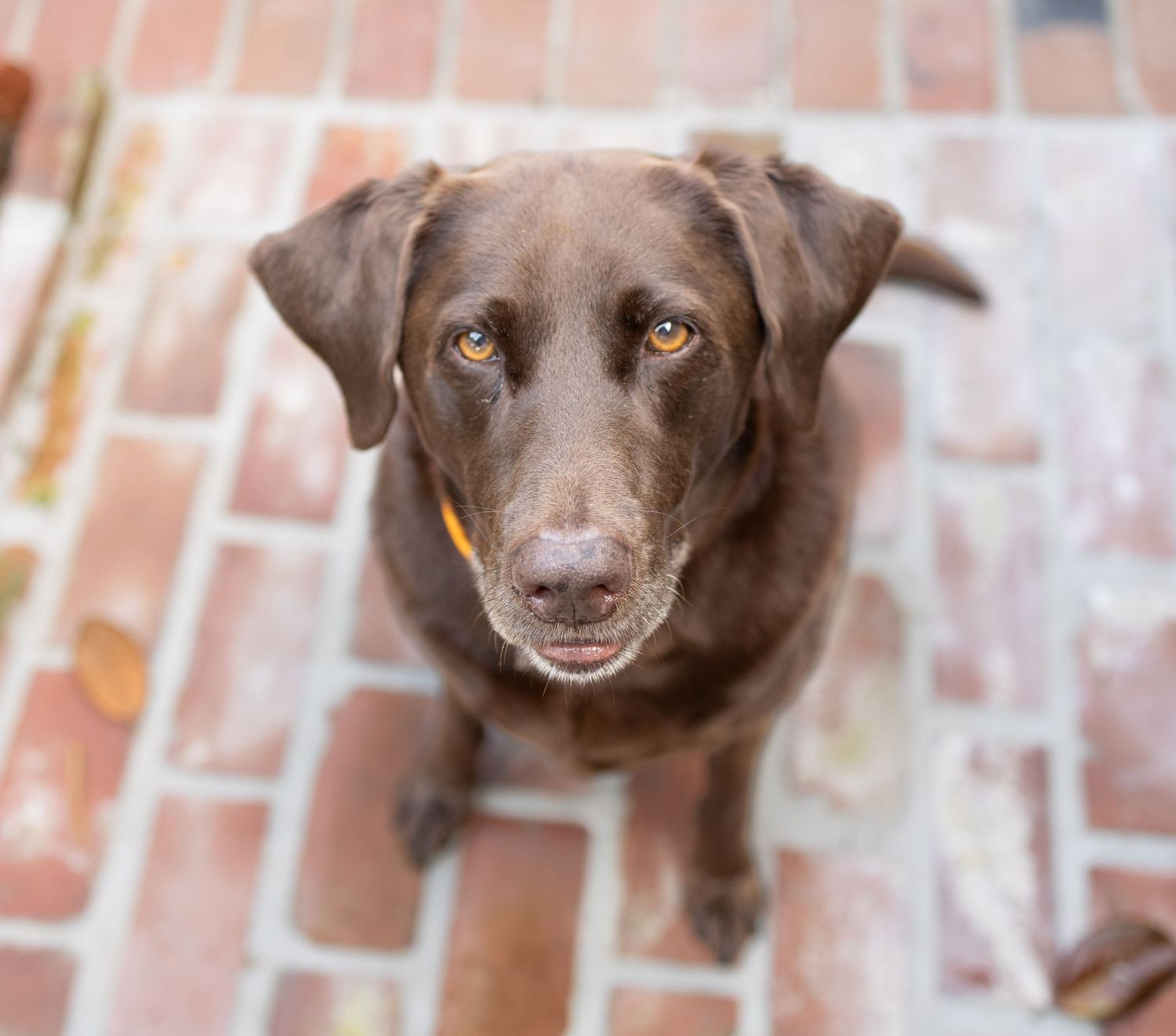 Sweet senior chocolate lab looking at camera.