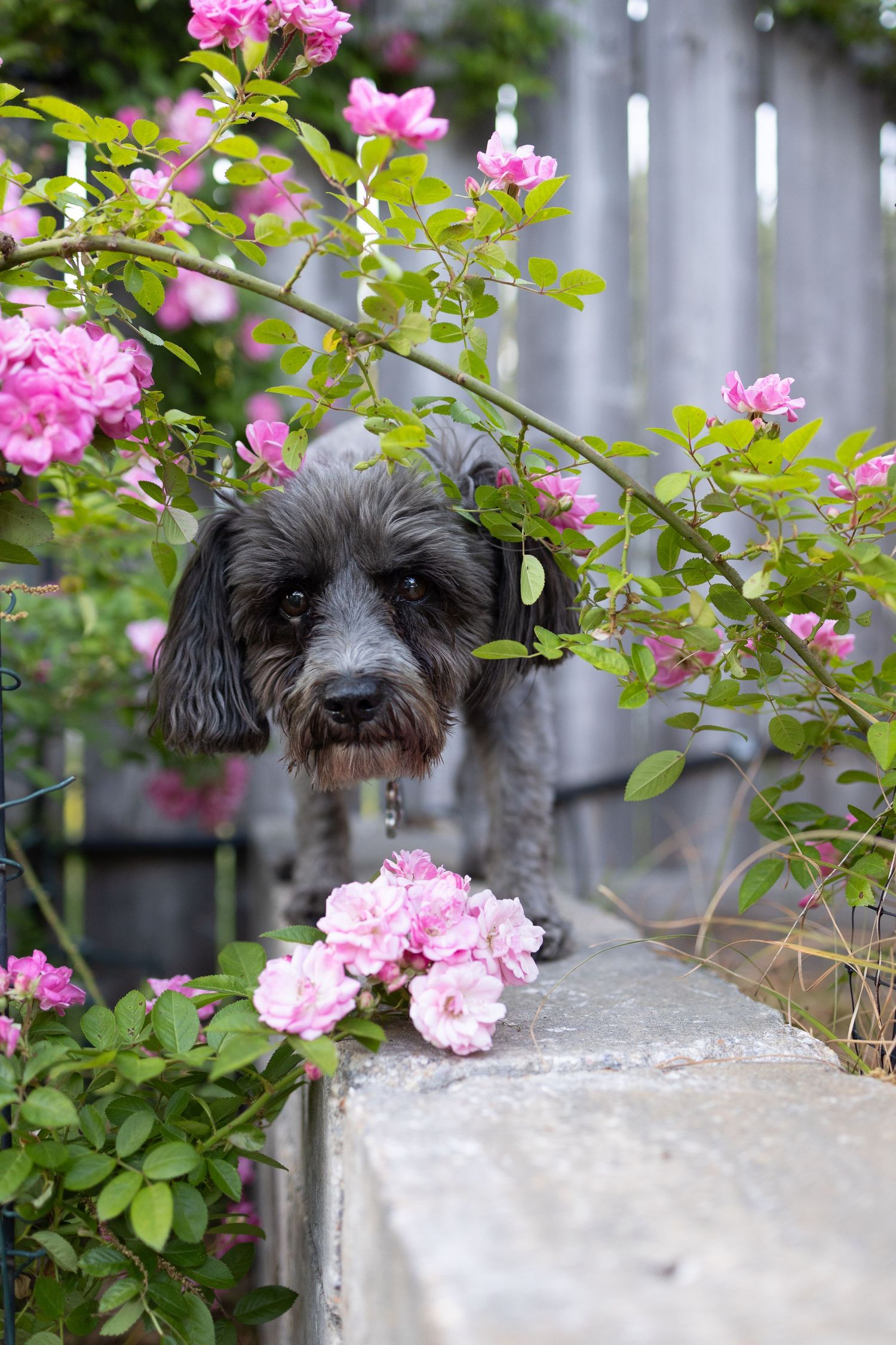 Gray poodle mix stepping underneath a trailing rose vine