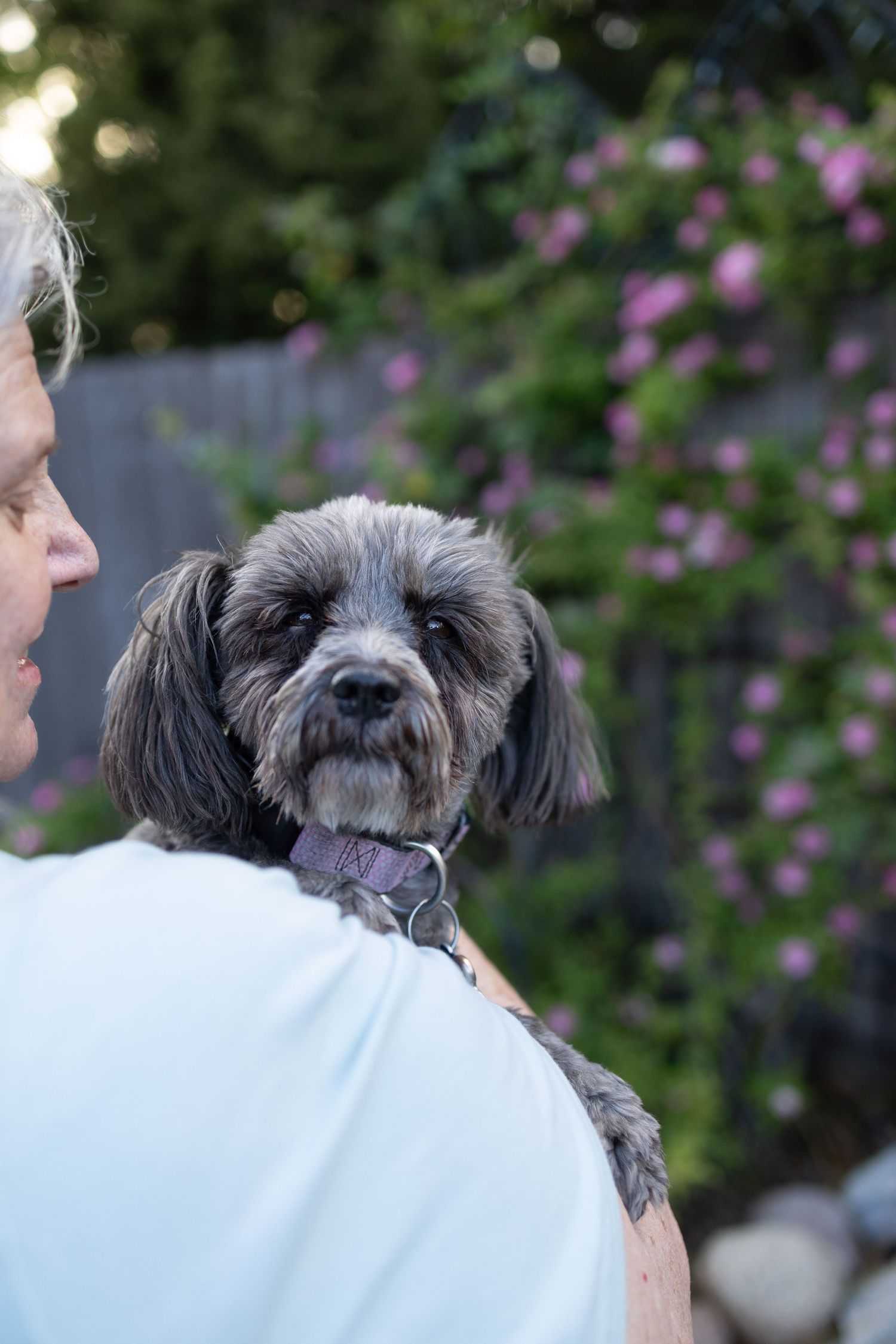 Gray poodle mix looking over mom's shoulder with mom smiles