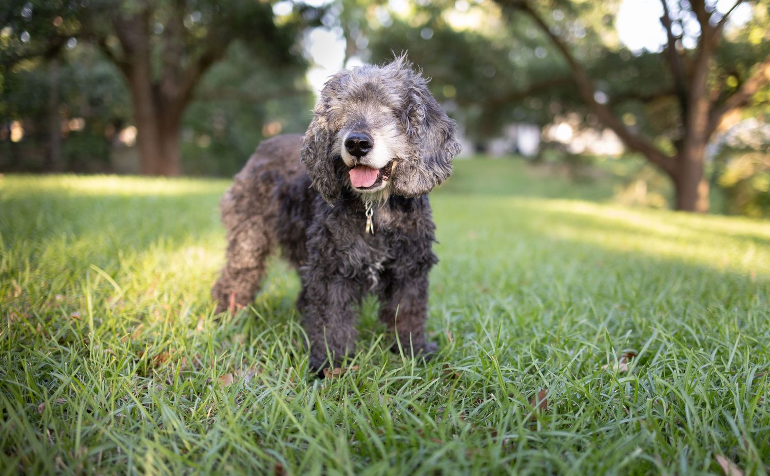 Blind cocker spaniel smiling while at the park.