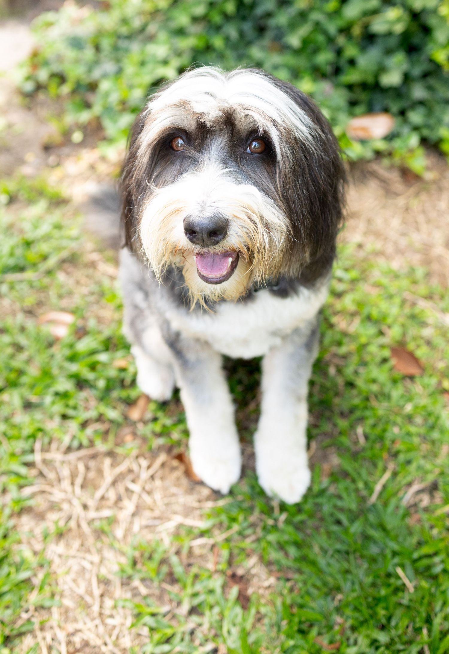 Smiling bermese doodle