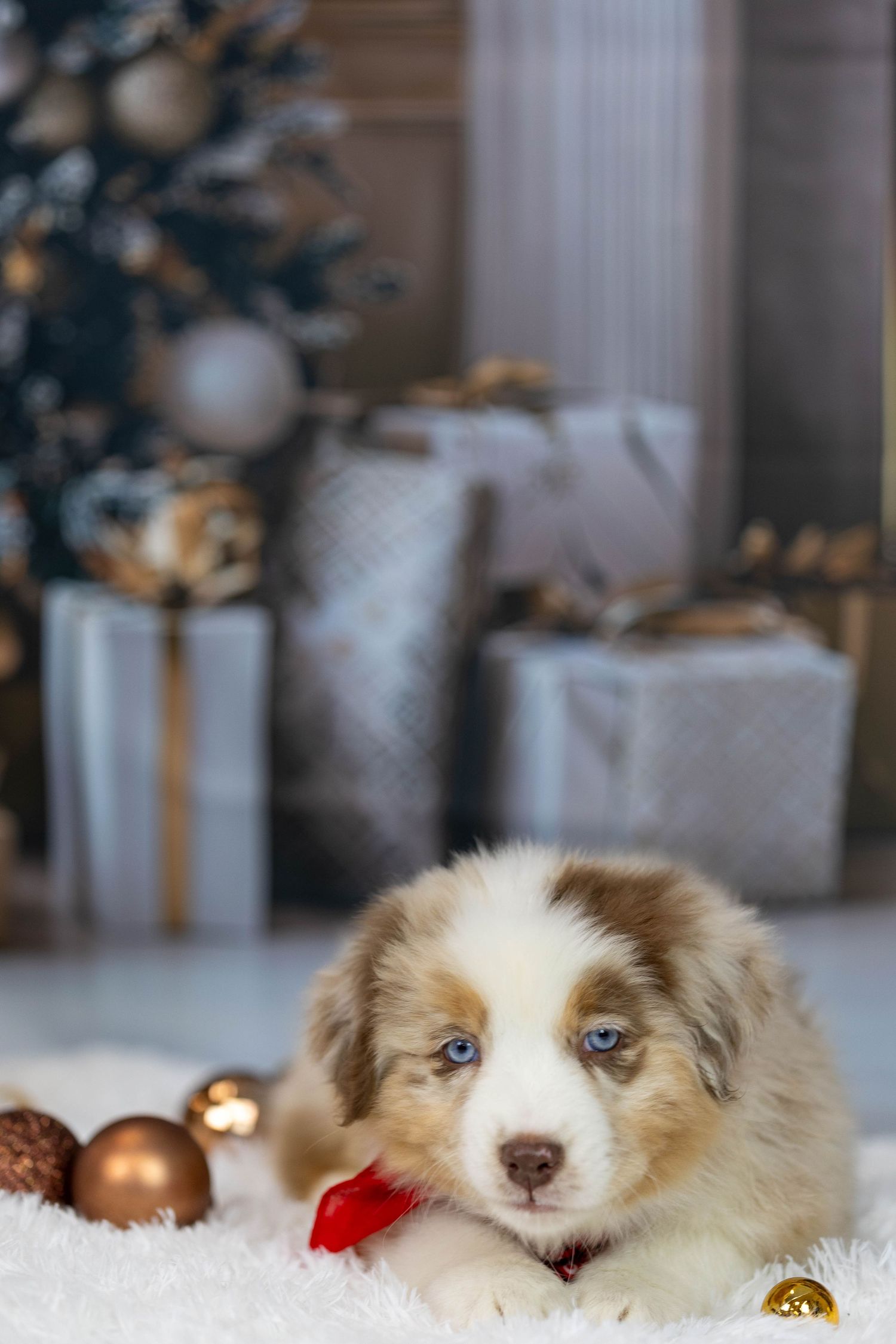 shooting canin