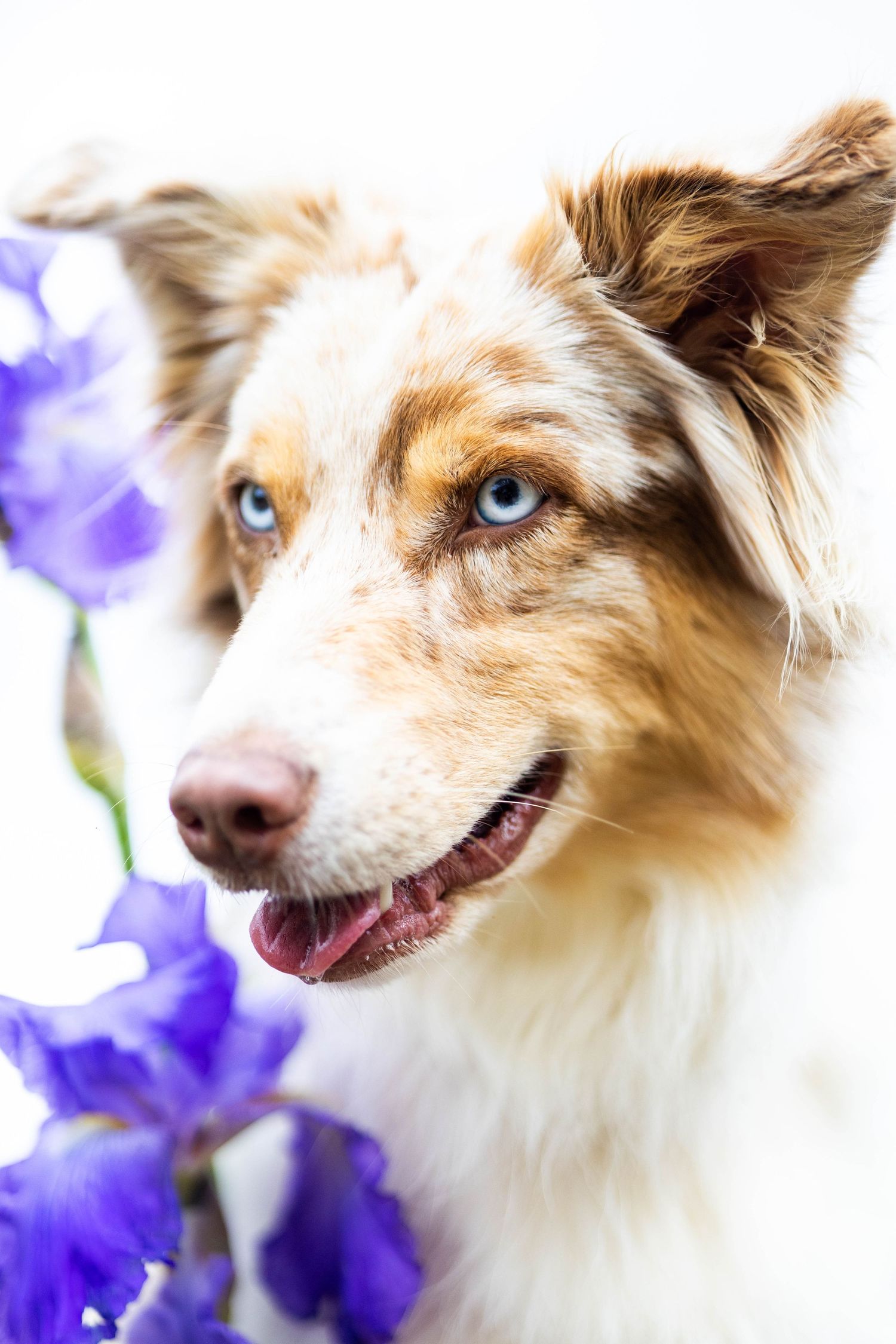 shooting canin
