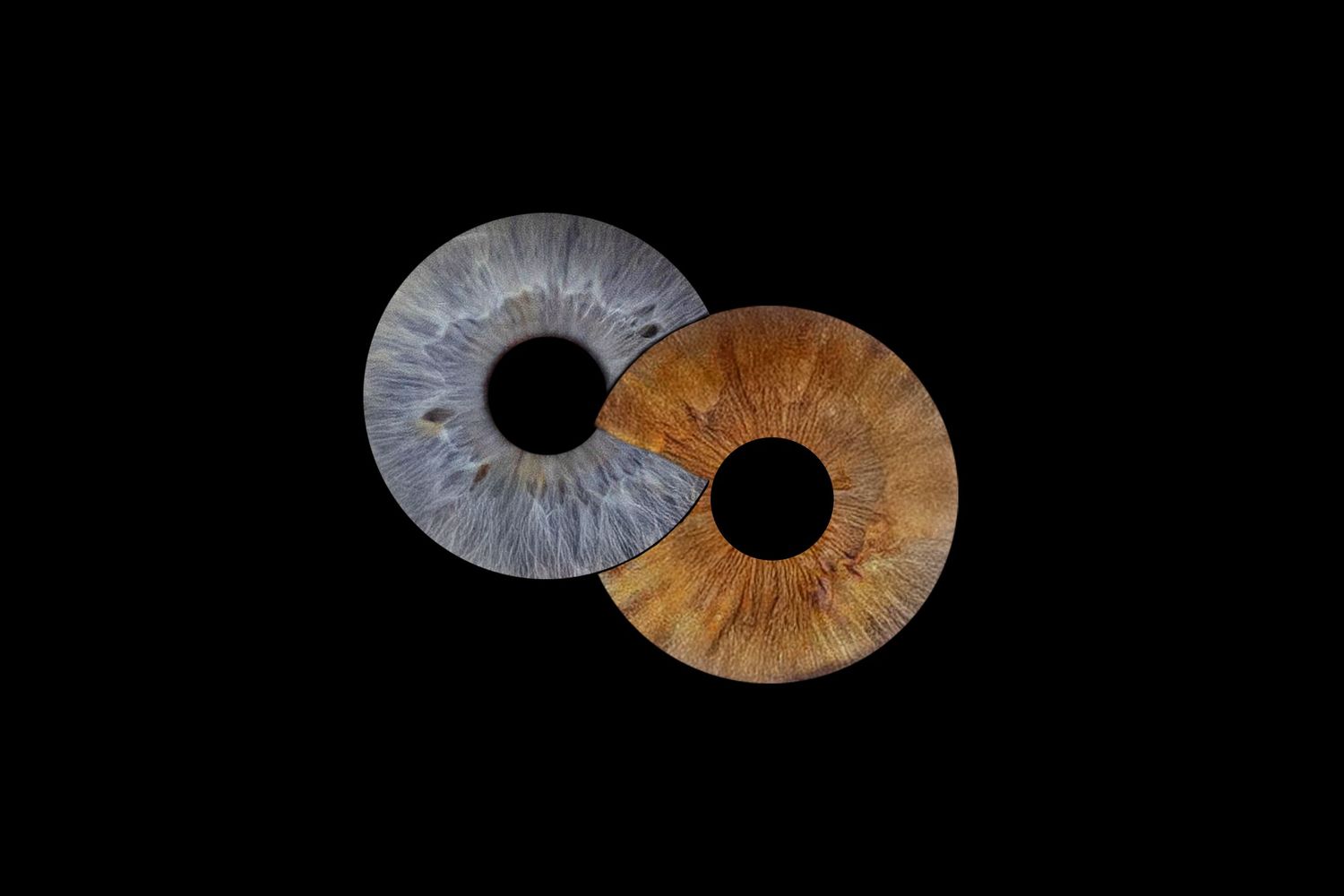 iris