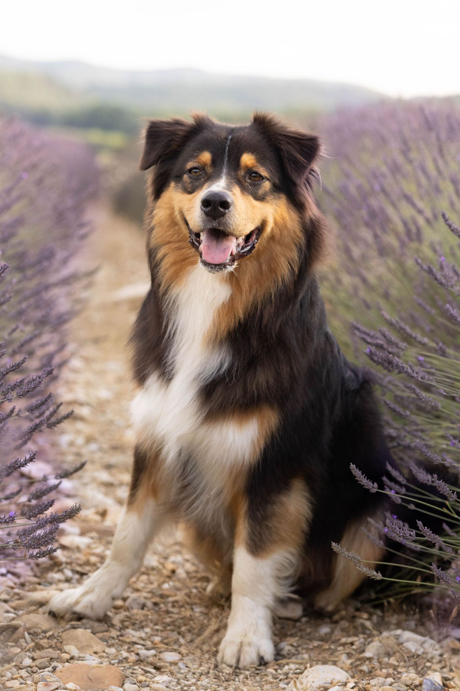 shooting canin