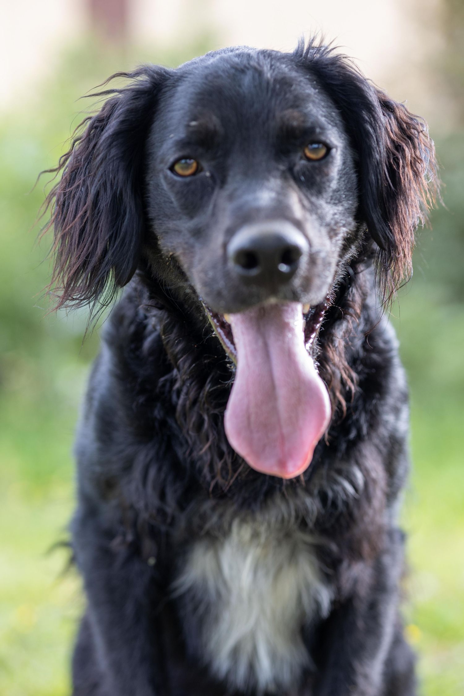 shooting canin