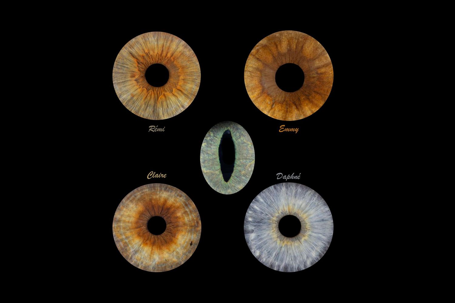 iris