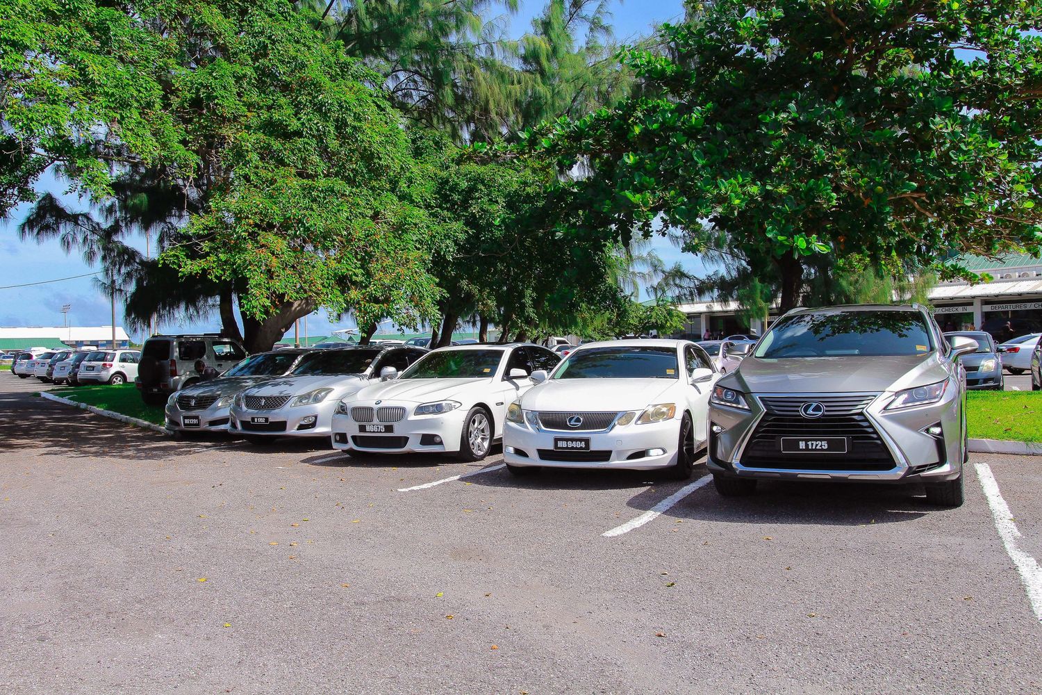 Row of white cars parked under large green trees in a sunny outdoor parking lot, including a Lexus SUV.
