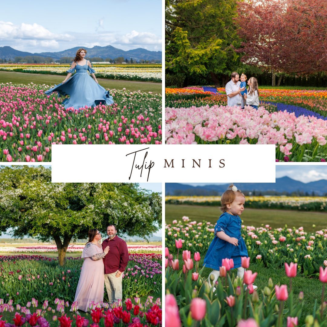Spring tulip field blooms in vibrant pink and red colors with mountain ranges in the background under blue skies.