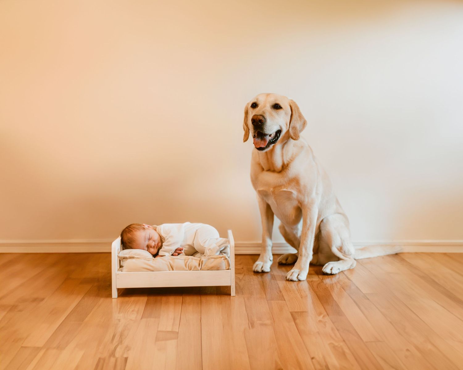 Yellow Labrador retriever sits attentively next to small wooden bed where a sleeping baby rests on hardwood floor.