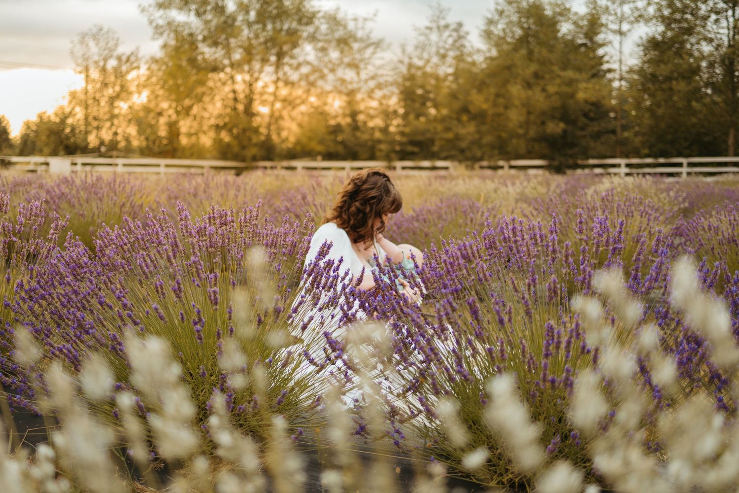 A golden sunset illuminates a lavender field where someone sits among the fragrant purple blooms.