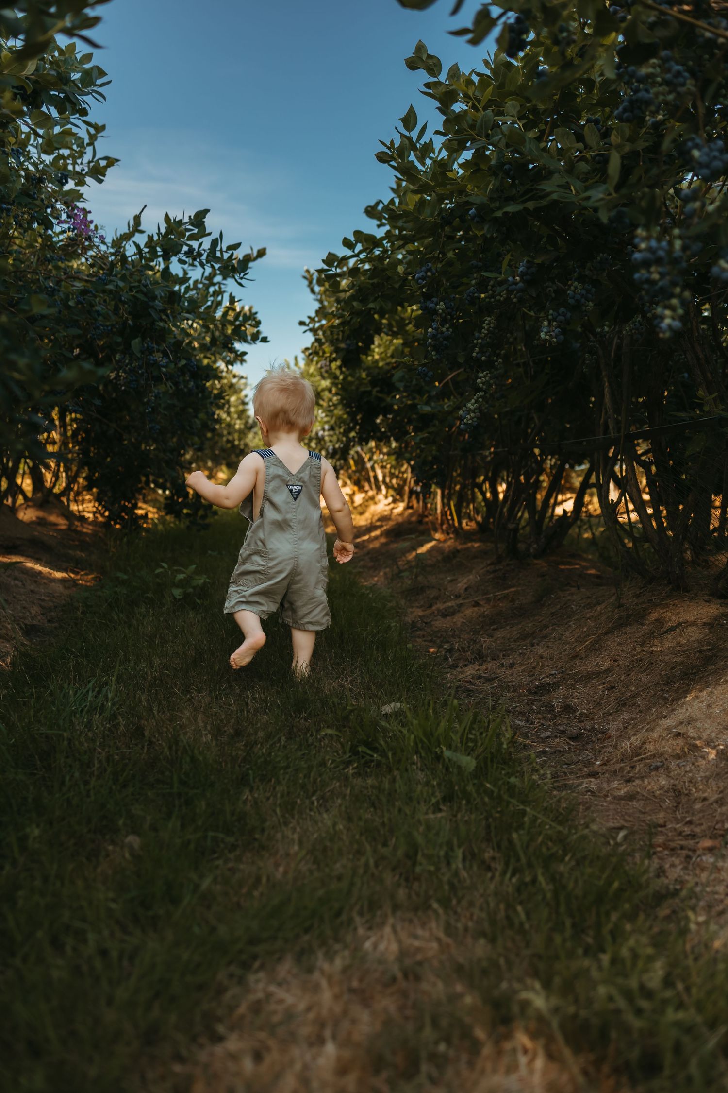 A sequence of sunset photos in an orchard showing movement through the trees at dusk.