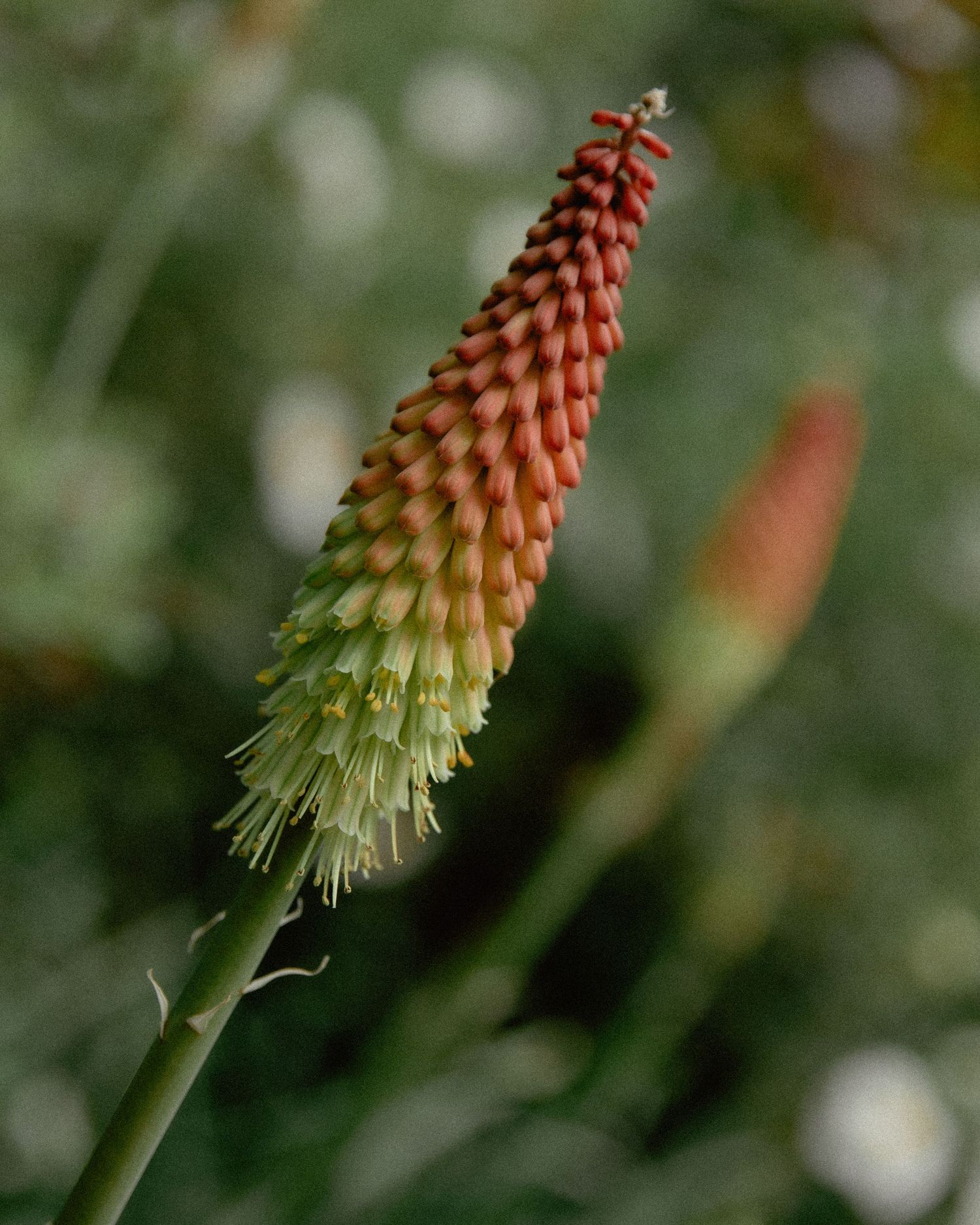 Close-up of a red hot poker flower (Kniphofia) with vibrant red, orange, and yellow blooms on a green stem.